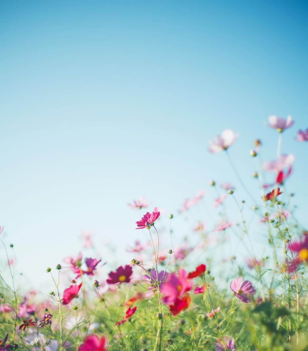 Sherryのインスタグラム：「ㅤㅤㅤㅤㅤㅤㅤㅤㅤㅤㅤㅤㅤ ㅤㅤㅤㅤㅤㅤㅤㅤㅤㅤㅤㅤㅤ 青い空に 大好きなコスモスの花 ㅤㅤㅤㅤㅤㅤㅤㅤㅤㅤㅤㅤㅤ」