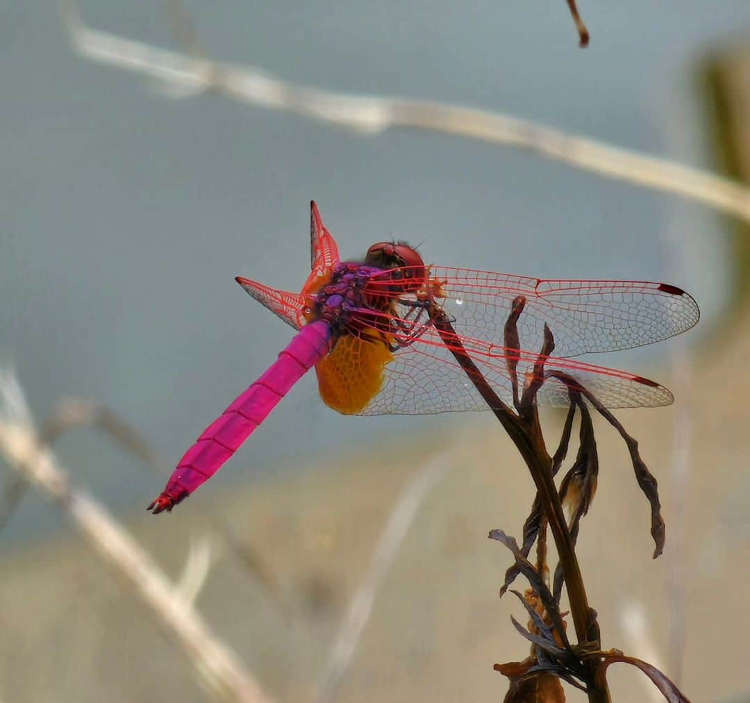 Shihoのインスタグラム：「自然がいっぱい  #nature #beautifulworld #insects #bird #flowers #plants #greens #wild #自然 #自然がいっぱい #singerslife」