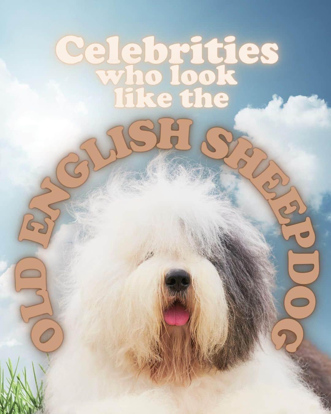 JessRonaGroomingのインスタグラム：「The Dog of the Week is… The Old English Sheepdog!  #oldenglishsheepdog #christopherlee #robertsmith #cousinit #carolebaskin #jessronagrooming」