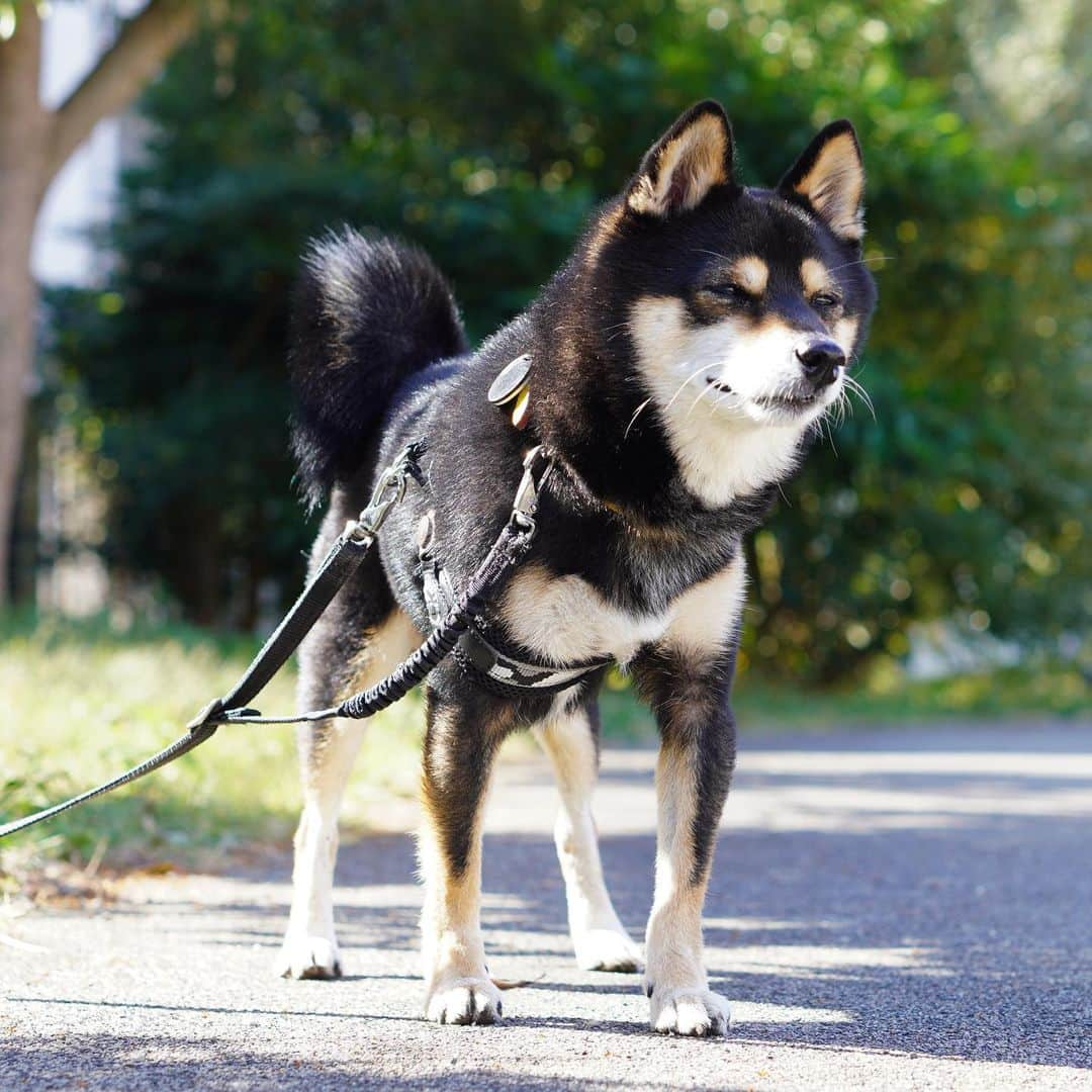 黒豆柴こむぎさんのインスタグラム写真 - (黒豆柴こむぎInstagram)「何かがおかしい🤔ケリケリした時にハーネスが片方外れていた💦お洋服着る時用に調節していたのをそのまま使ったので、緩かったみたい。今回はママちんのミスだけど、万一に備えていつも首輪とハーネスのWリードにしているよ。2023.11.02  黒豆柴こむぎのブロマイドが全国のコンビニで11月いっぱい販売。詳しくは、ハイライトを見てね❣️  ⭐･*･✩･*･⭐･*･✩･*･⭐･*･✩･*･⭐ ボクのLINE公式アカウントが出来たよ。 ボクとお友だちになって、以下の メッセージを送ってみてね。お返事するよ😘 「こむぎくん」「おはよう」「こんにちは」 「おやすみ」「おしくらまんじゅう」 「変顔して」「こんばんは」「ただいま」 「遊ぼう」「本性見せて」  https://lin.ee/qCJvtxa ハイライト、プロフィールからも飛べます❣️ ⭐･*･✩･*･⭐･*･✩･*･⭐･*･✩･*･⭐  #お散歩大好き #黒豆柴こむぎ #黒豆柴 #豆柴 #黒柴 #黑柴 #柴犬 #柴 #まめしば #しばいぬ #しば #mameshiba #kuroshiba #shibainu #shiba #shibalove #shibalovers #shibastagram #shiba_snap #shibasofinstagram #ふわもこ部 #pecoいぬ部 #いぬら部 #proudshibas #thedailyshibainu #ここ柴部 #いぬのきもち #todayswanko #9gagpets #柴スケッチ」11月2日 22時15分 - komugi_1207