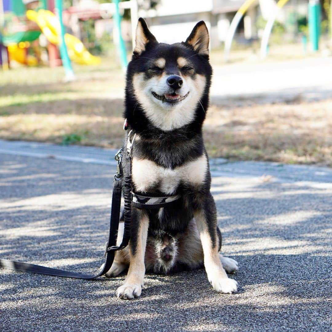 黒豆柴こむぎのインスタグラム