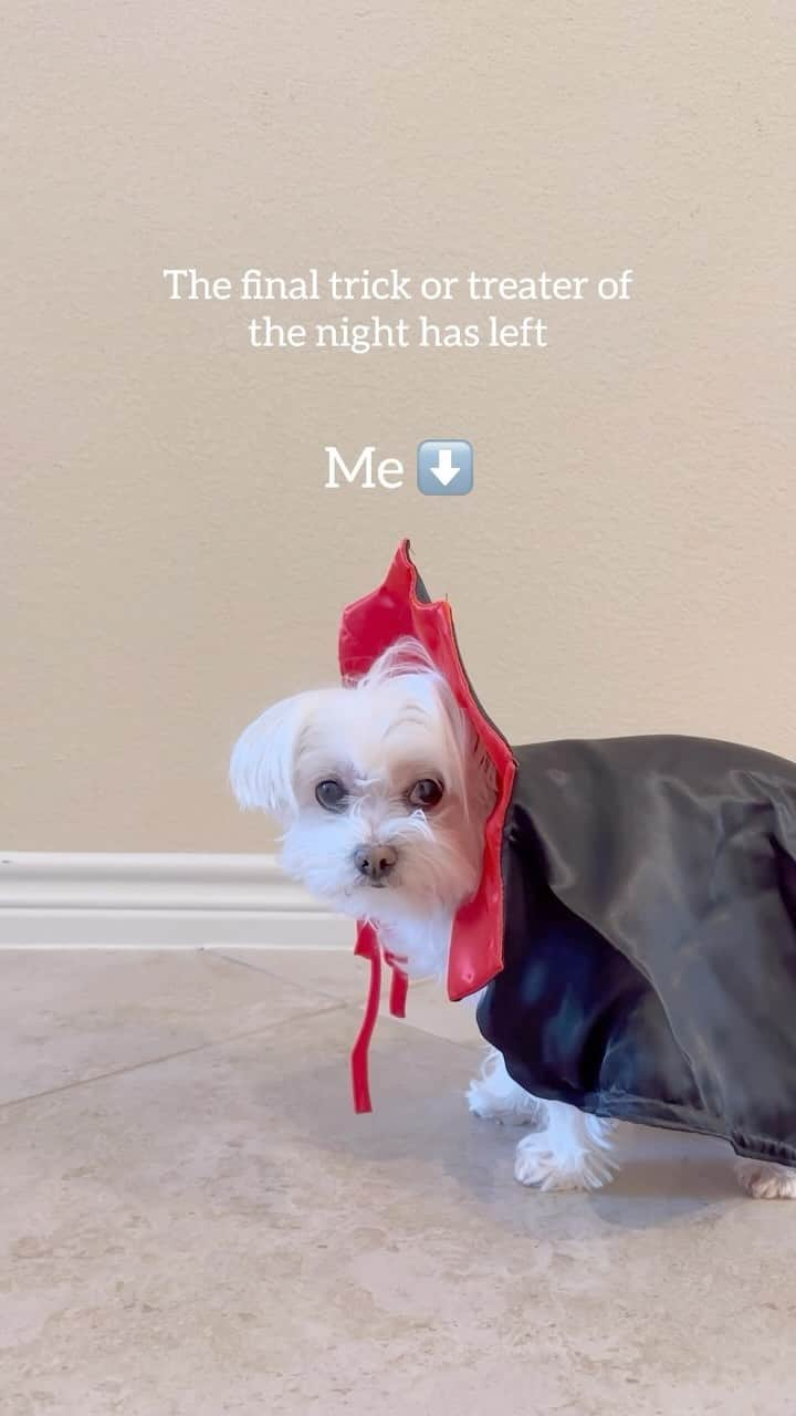 hi.arodのインスタグラム：「I’m all ready for the next holiday ☝️😬 #maltese #halloween #christmas #holidaymood #holidaymode #santa #vampire #doggo #malteselovers #malteseofficial #maltesedog #dogoftheday #fyp #foryou #dogsofinstagram #dogsofinstaworld #dogvideos #cutedog #dogcostume」