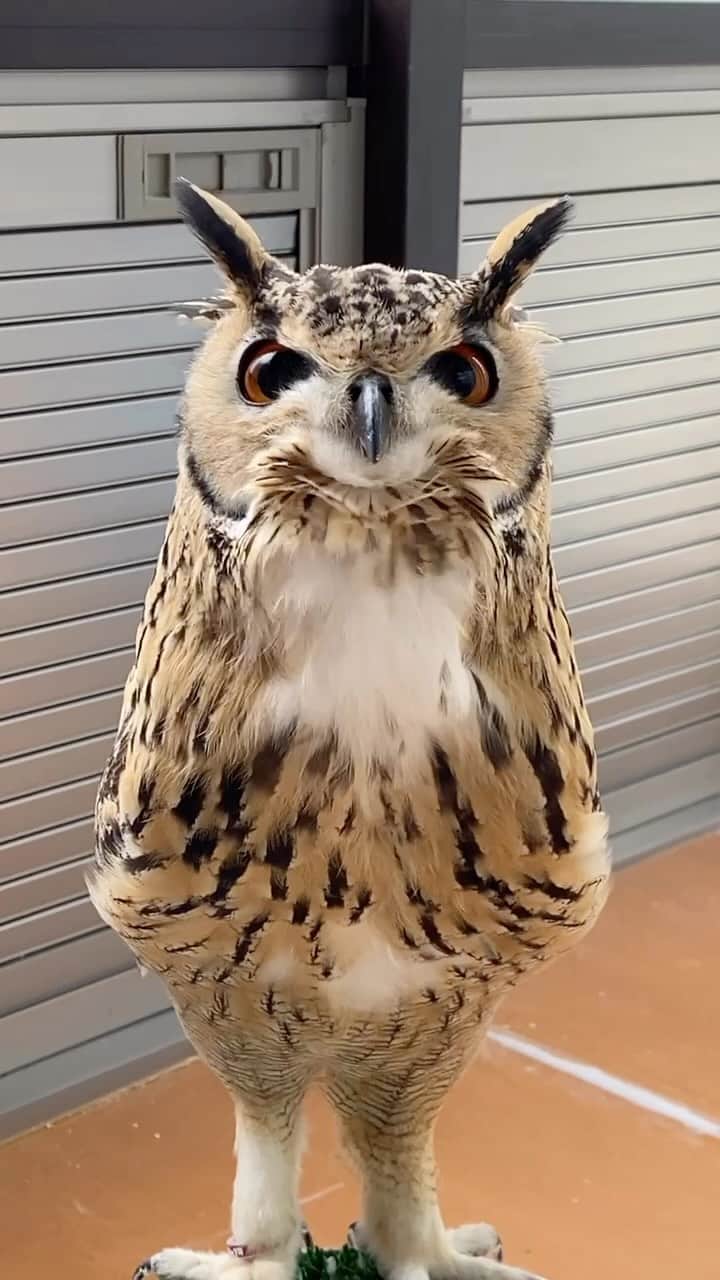 GEN3 Owlのインスタグラム：「Hohohohohohohohoho......  @genz64   #owl #owlgaru #フクロウ」