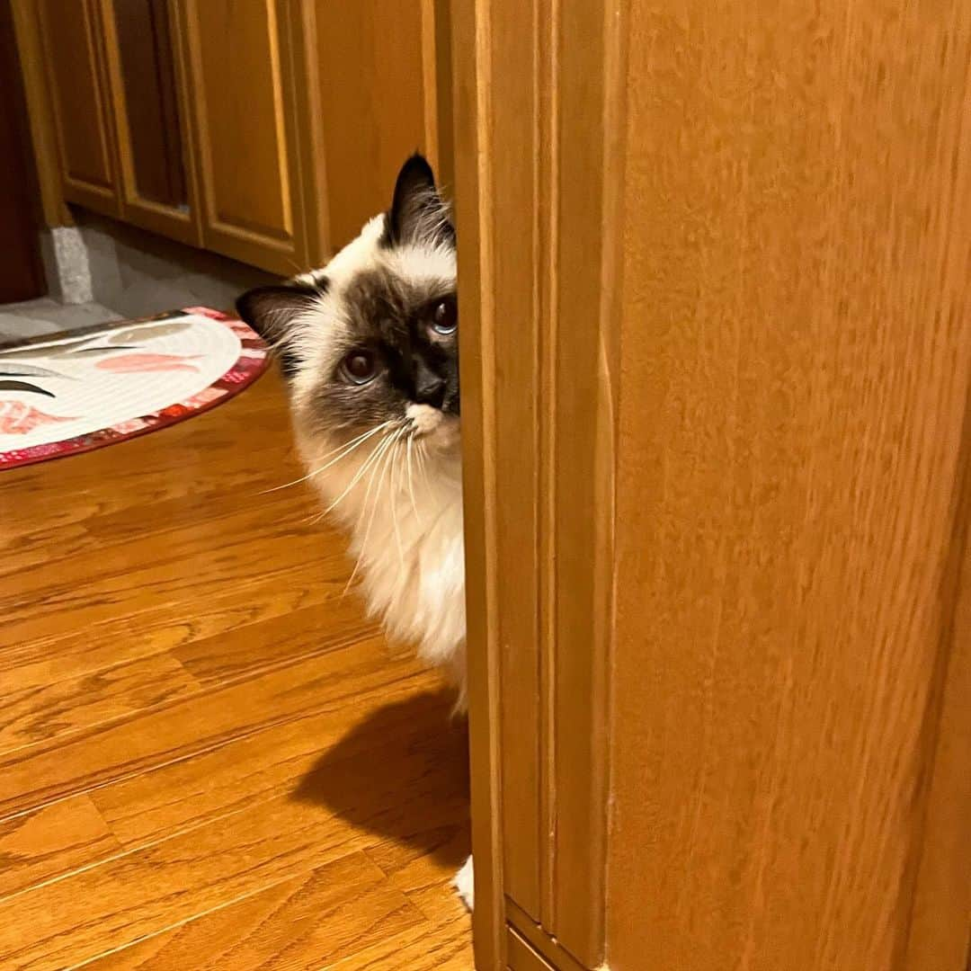 takegaeruさんのインスタグラム写真 - (takegaeruInstagram)「ただいまぁ😽❤️  #cat #猫 #ragdoll #ラグドール #ホワイトポッチーズ #よもねこ #よもぎねこ #キジトラ #きじとら」11月2日 22時35分 - takegaeru