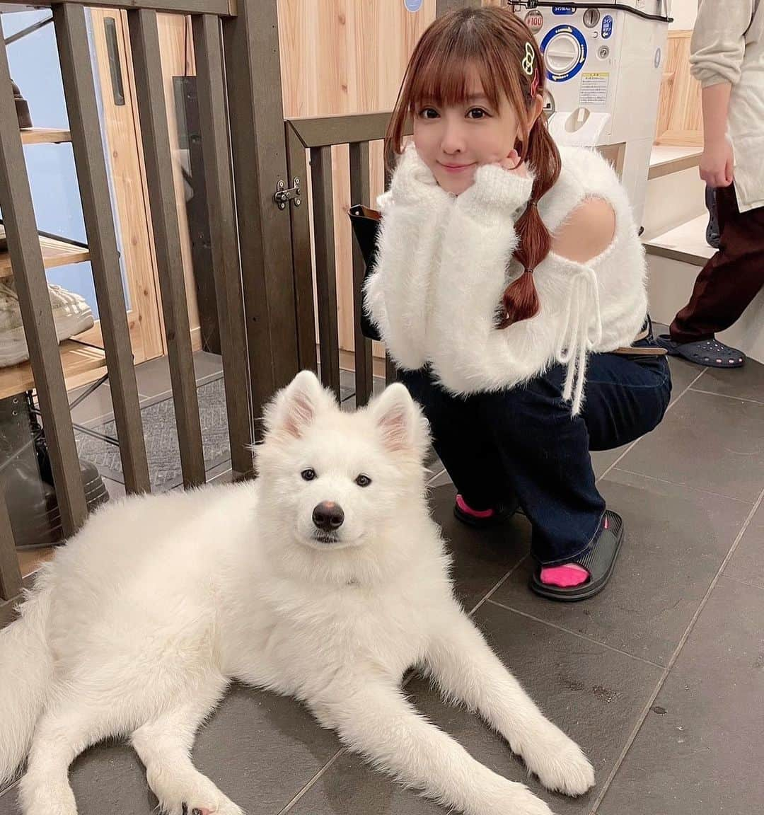 山本ひかるさんのインスタグラム写真 - (山本ひかるInstagram)「サモエドカフェ アル さんにて🐶 元気いっぱいサモエドちゃん達と沢山触れ合える素敵空間！！仲間だと思ってくれるかな〜って白いフワフワ着ていったら飛びついてめちゃくちゃ引っ張られたwww(幸せ) #サモエドカフェアル #サモエド #サモエドカフェ #사모예드 #japan #駒沢大学」11月2日 22時35分 - hikaru0228yamamoto