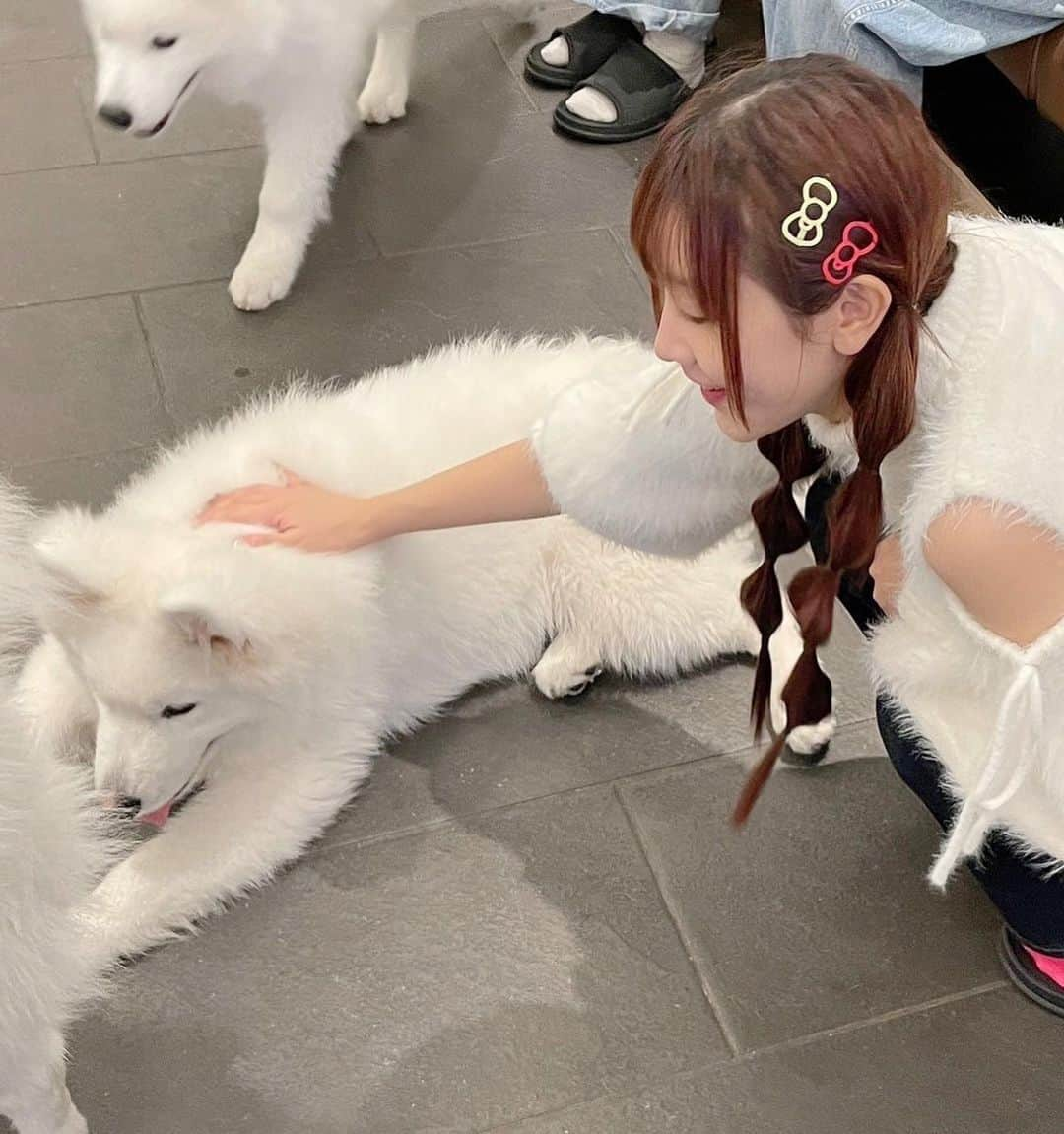 山本ひかるさんのインスタグラム写真 - (山本ひかるInstagram)「サモエドカフェ アル さんにて🐶 元気いっぱいサモエドちゃん達と沢山触れ合える素敵空間！！仲間だと思ってくれるかな〜って白いフワフワ着ていったら飛びついてめちゃくちゃ引っ張られたwww(幸せ) #サモエドカフェアル #サモエド #サモエドカフェ #사모예드 #japan #駒沢大学」11月2日 22時35分 - hikaru0228yamamoto