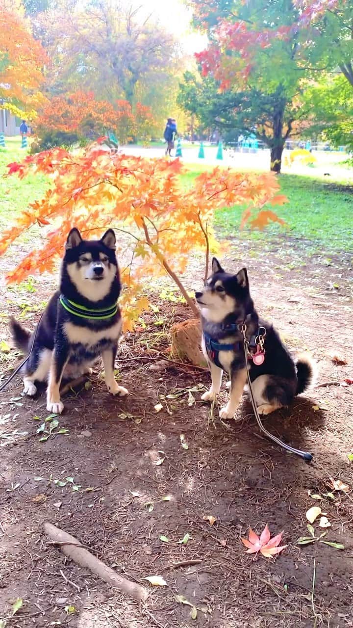 のインスタグラム：「・ ・ ちっちゃい紅葉🍁❤️ #北大金葉祭 🐶❤️ ・ ・ これワンコ用サイズ🍁❤️銀杏並木のT字付近にあるよ ・ はやくうまうま頂戴🐶❤️ ・ ・ ・ ・  2024 Acoshiba calendar on sale! It's a good deal because the yen is cheap! Please go to the sales page from the link in the profile.  ・ #金葉祭  #北大銀杏並木  #sapporo  ・ 北海道の柴犬 #柴北会 の皆ワン🐶涼しくなってきたね〜🐶✨ ・ #adorable #instadog#shibainu#dog#柴犬ライフ #instashiba#柴犬マニア #9gag #barked #kuroshiba#socute #cutedog#いぬのきもち #黒柴 #dogstagram_japan」