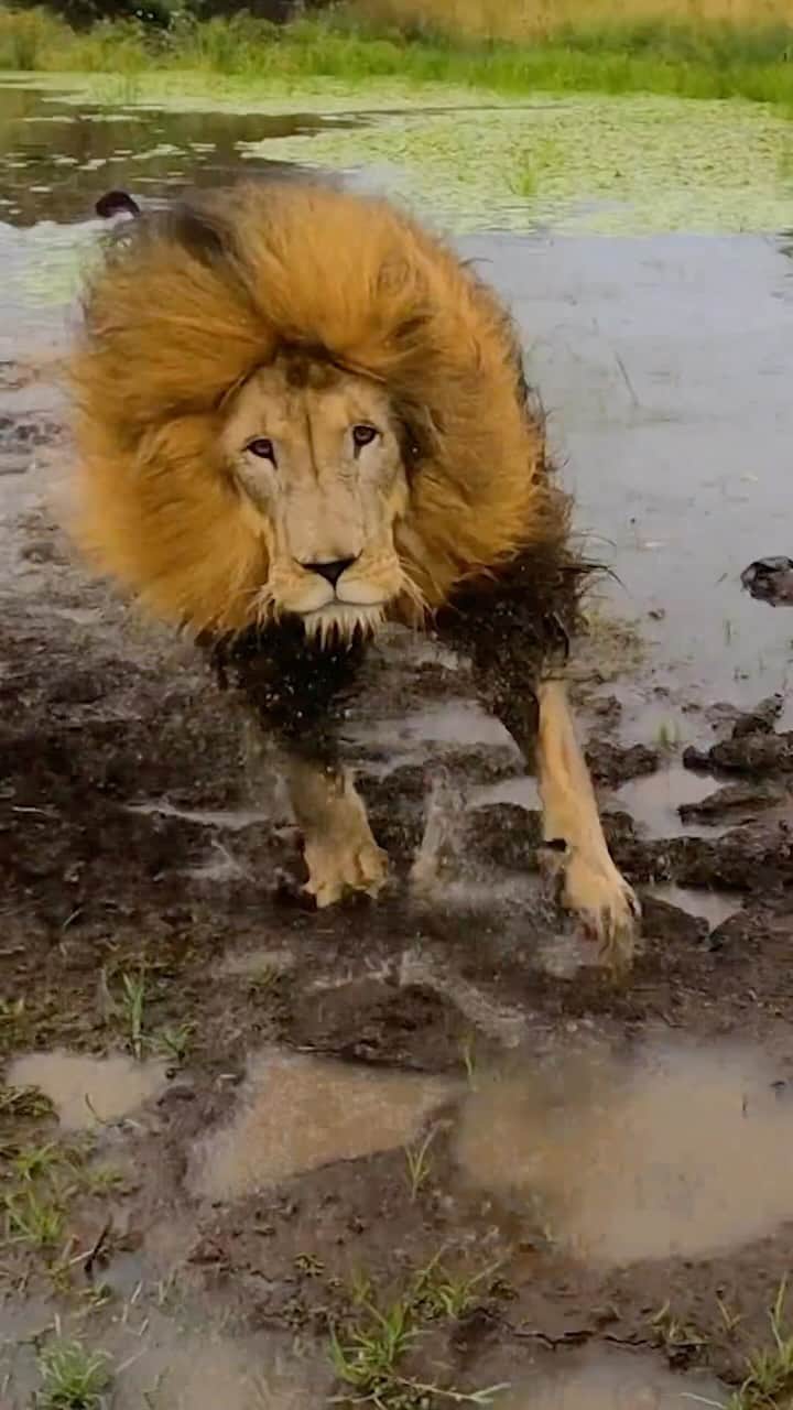 Kevin Richardson LionWhisperer のインスタグラム：「LION Charges From Water. 1.5 million views & counting on my YouTube channel. Let’s see how it does on Instagram. Again, I ask the question, what makes videos go viral? #lionwhisperertv #lions」