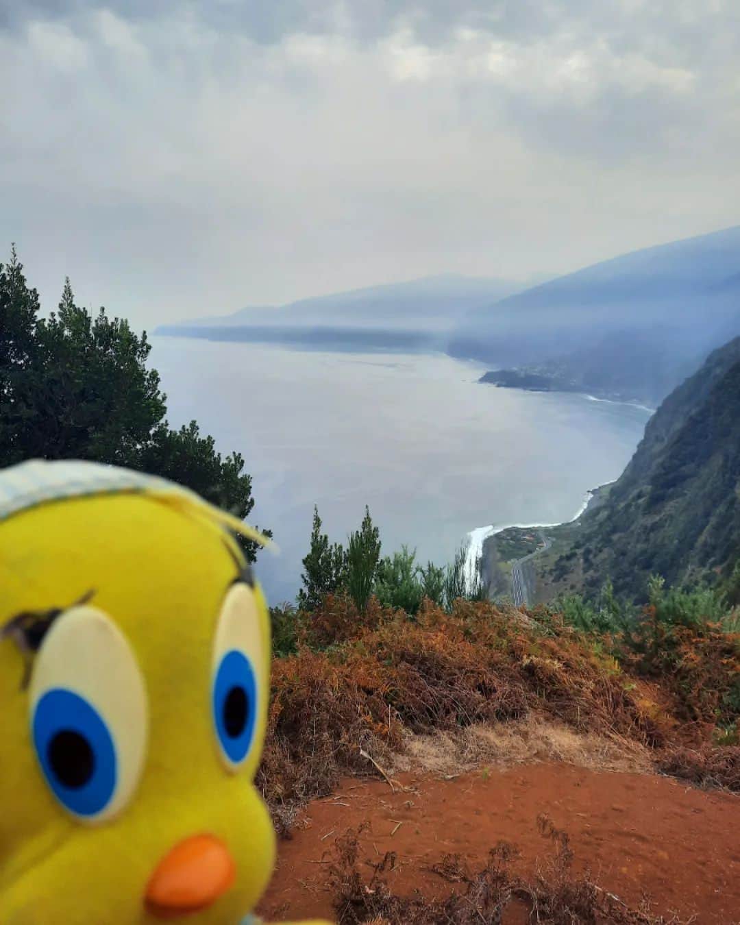 Little Yellow Birdのインスタグラム：「Madeira...(sigh)...trying not to look out of window right now: it's stormy and wet here in the Netherlands! #littleyellowbird #tweety #tweetykweelapis #adventures #yellow #bird #throwbbackthursday #thursday #tbt #november #madeira #ribeiradejanela #coastline #ocean #atlantic #views #stuffedanimalsofinstagram #plushiesofinstagram」
