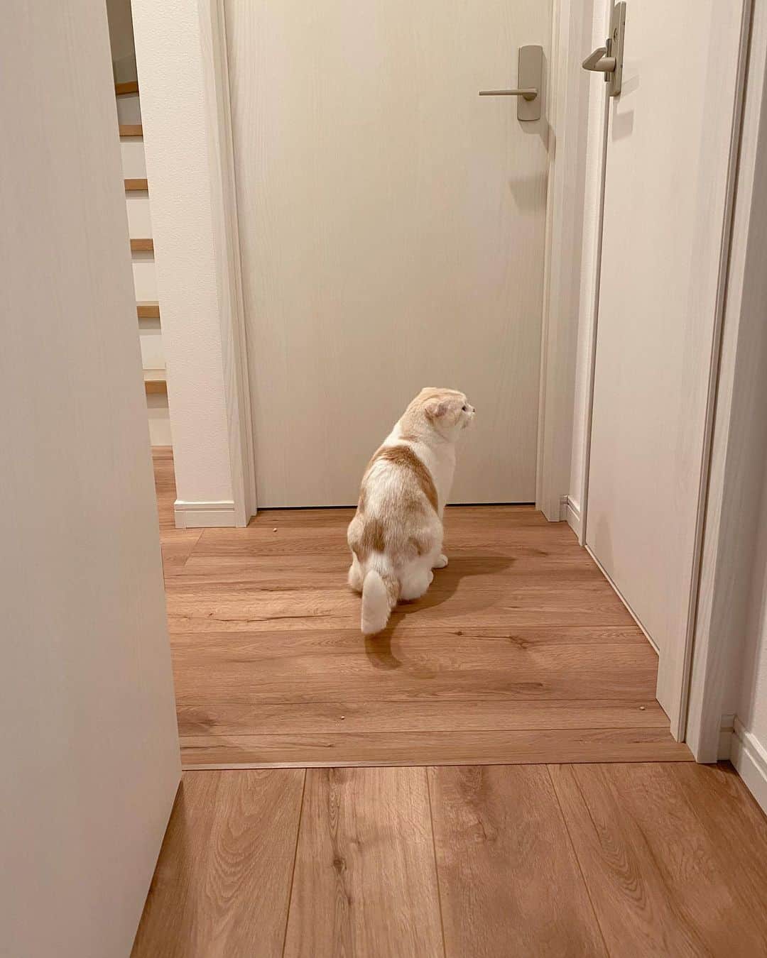 はなぼくろきなこさんのインスタグラム写真 - (はなぼくろきなこInstagram)「遊んでる途中で玄関方面へのおさんぽを挟むきなちょ( ͒ ु❛·̫❛ ू ͒)  #はなきな」11月2日 23時18分 - hanabokurokinako