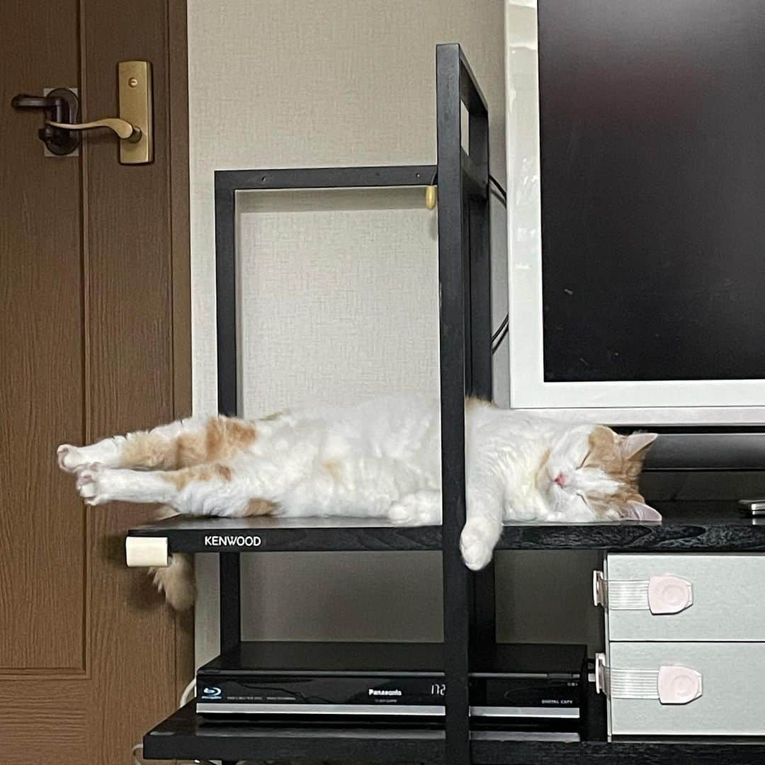 南沢奈央さんのインスタグラム写真 - (南沢奈央Instagram)「寝てるけど足ぴーんてなってるの、ね。」11月2日 23時29分 - naominamisawa_official