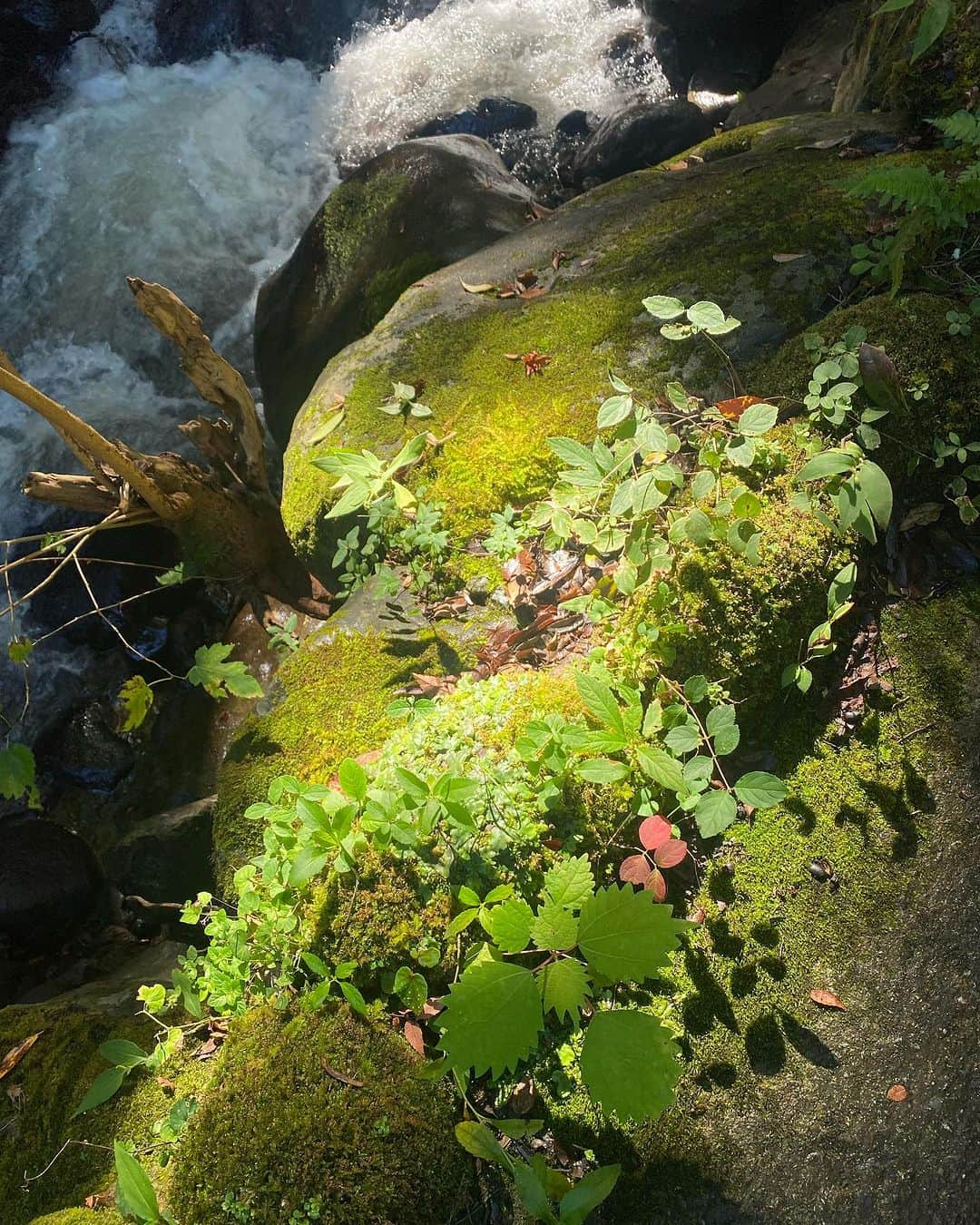 Lisa Halimさんのインスタグラム写真 - (Lisa HalimInstagram)「湯河原でゆっくり過ごした日のこと🌳 木漏れ日が心地良く揺れるこのページに しばらく見惚れていました。  「いちばん大切なのは、 一生懸命、生活すること。 一生懸命したことは、いちばん純粋なことであり、 純粋であることは、もっとも美しく、尊いことです。」  一汁一菜でよいという提案 土井善晴  ただの料理本かなと思い開いてみると、 それはそれは優しさ溢れるあったかい本でした。 毎日のご飯作りに疲れている人に読んでほしい。 読み終えてすぐに、 誰かのために食事を作りたくなりました。」11月2日 23時49分 - lisahalim