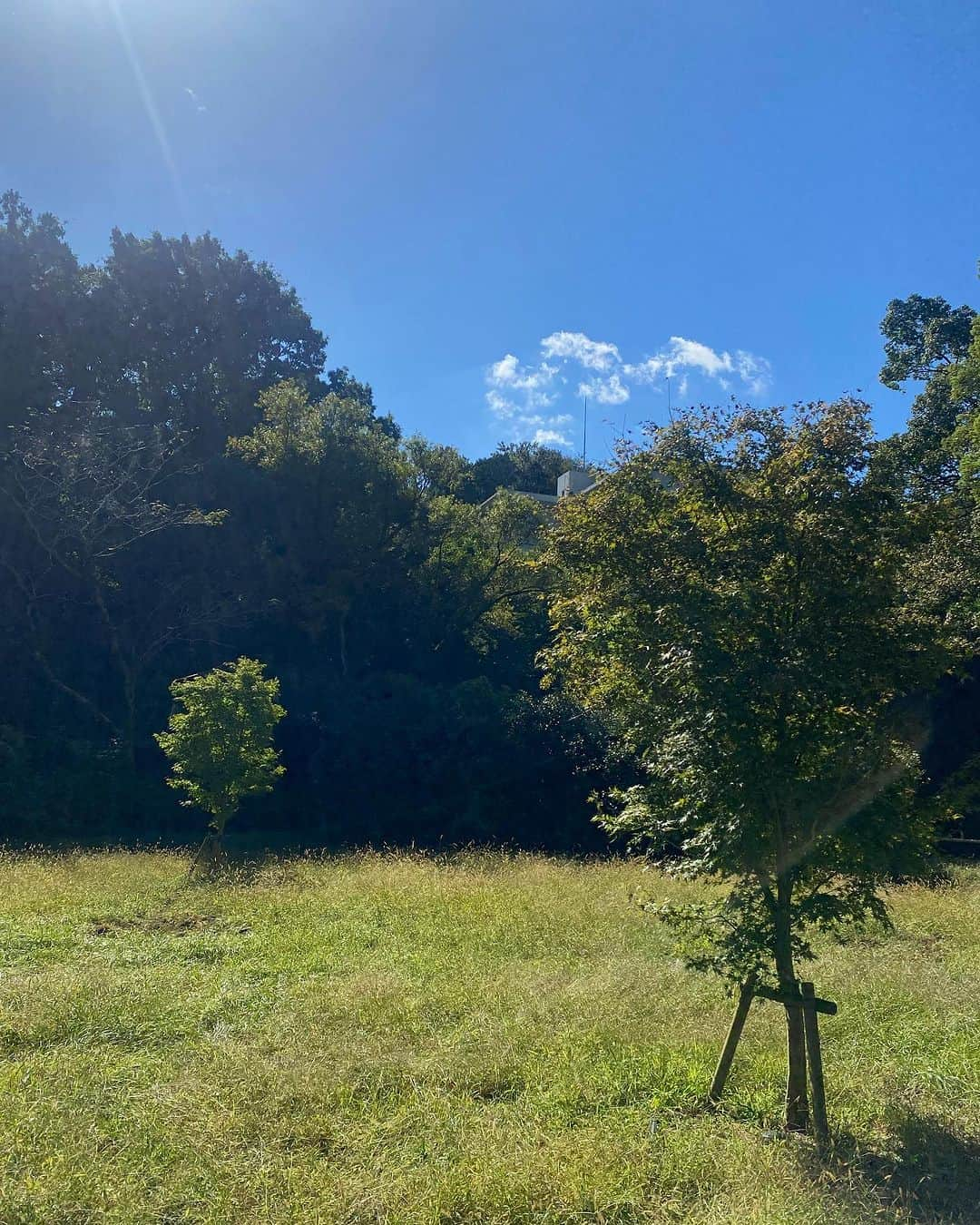 Lisa Halimさんのインスタグラム写真 - (Lisa HalimInstagram)「湯河原でゆっくり過ごした日のこと🌳 木漏れ日が心地良く揺れるこのページに しばらく見惚れていました。  「いちばん大切なのは、 一生懸命、生活すること。 一生懸命したことは、いちばん純粋なことであり、 純粋であることは、もっとも美しく、尊いことです。」  一汁一菜でよいという提案 土井善晴  ただの料理本かなと思い開いてみると、 それはそれは優しさ溢れるあったかい本でした。 毎日のご飯作りに疲れている人に読んでほしい。 読み終えてすぐに、 誰かのために食事を作りたくなりました。」11月2日 23時49分 - lisahalim