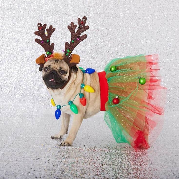 itsdougthepugのインスタグラム：「Is it time??? Or not until after Turkey day? Vote in the comments 🎄 or 🦃」