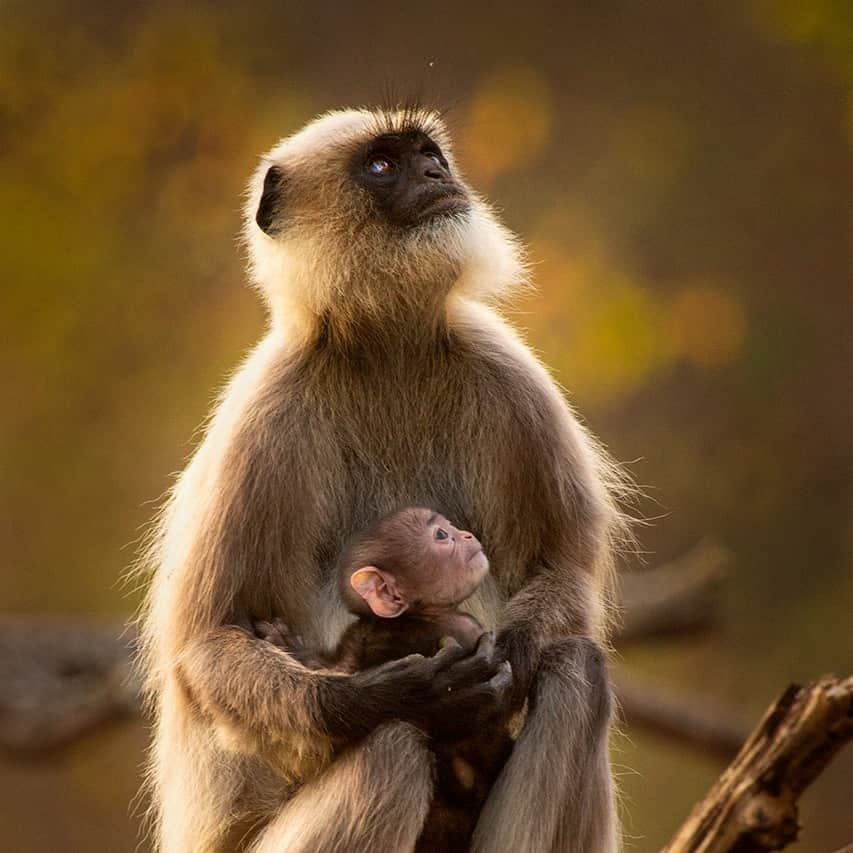 Discoveryのインスタグラム：「📍 Nagarhole National Park, #India - this baby langur monkey is safe in mama's arms.   📷: @neeraj.bantia   #wildlife #nature」