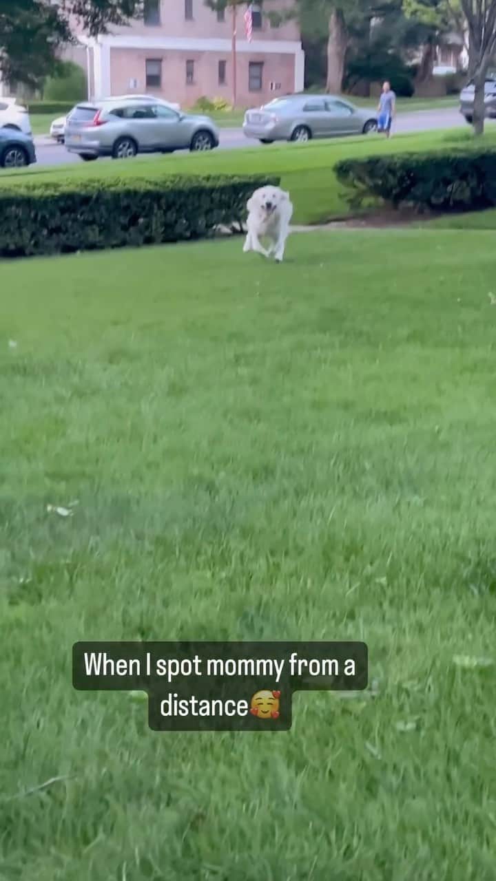 DogsOf Instagramのインスタグラム：「@lifeof.lucca total mama’s boy 🥹 Nothing better than this feeling!  . .  #englishcreamgoldenretriever #mamasboy #dogmom #dogmomsofinstagram #greatpetliving #dogsofinstagram」