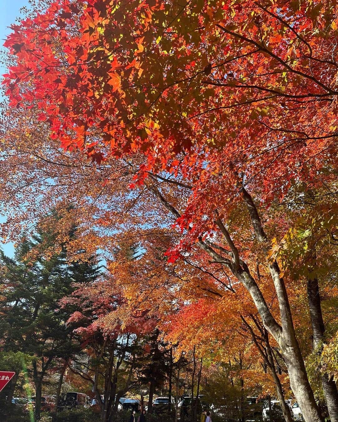 永尾まりやさんのインスタグラム写真 - (永尾まりやInstagram)「先日、仕事で軽井沢に行ったら紅葉がとーっても綺麗だったよ🍁  こんなベストなタイミングで軽井沢に行くのはじめてかもめちゃくちゃ気持ちよかったぁ😌 ディズニーの時の私服みせてとのことでタグ付けしたよう」11月3日 1時12分 - mariyagi_san