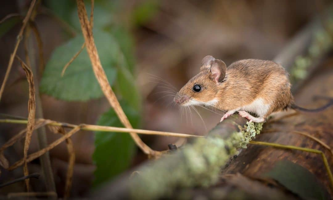 スミソニアン国立動物園のインスタグラム：「When, where and why do diseases jump from animals to people? That's what a team of international scientists led by the @cary.institute are hoping to find out.   Smithsonian wildlife veterinarian and epidemiologist James Hassell, who is involved in the project, says viruses are most likely to jump from animals to humans when the animal hosts have high viral loads and frequent contact with people. "The chances of a virus reaching high levels or potentially infecting people depends on the season, how dense the animal populations are, and how frequently they're coming into contact with people.”   Researchers will be studying viruses in rodents in both the United Kingdom and Uganda. They hope their findings will help to spot emerging diseases before they turn into pandemics. Use the link in our bio to learn more about the project.  Image credit: Trai Anfield Image description: a photo of a yellow-necked mouse.」