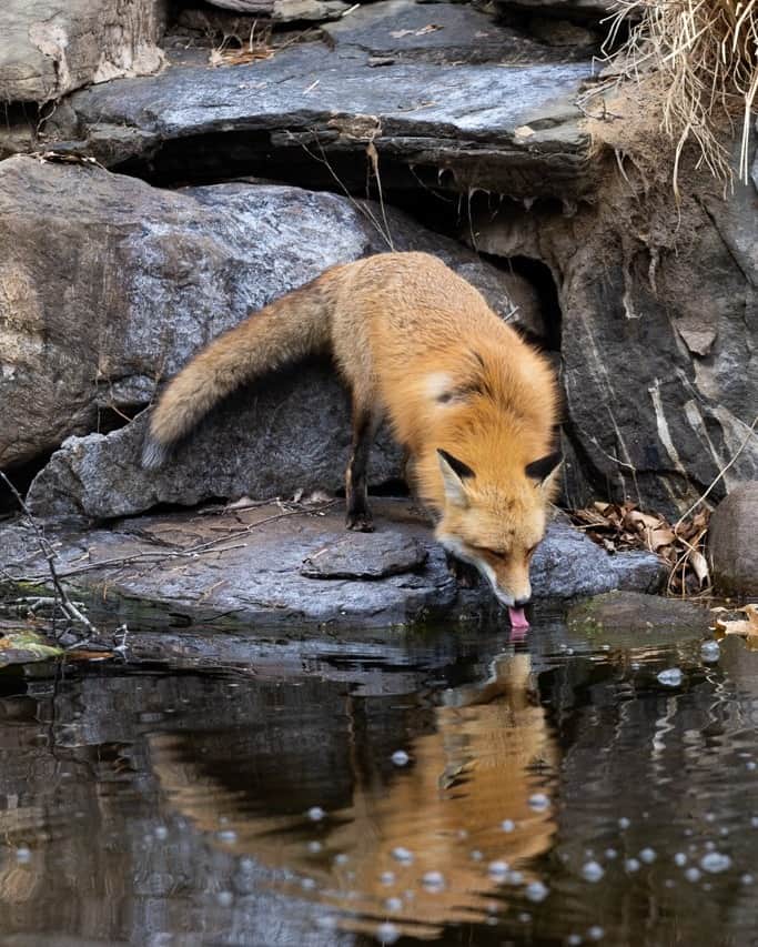 CIAのインスタグラム：「If you've been tuning in to our first #unclassified podcast, #TheLangleyFiles, you've probably heard about this frequent Langley visitor.   This week's #LookAtLangley shows our campus fox, affectionately known as "Mischief," getting a drink from the Memorial Pond.   #iSpy #PhotoOps」