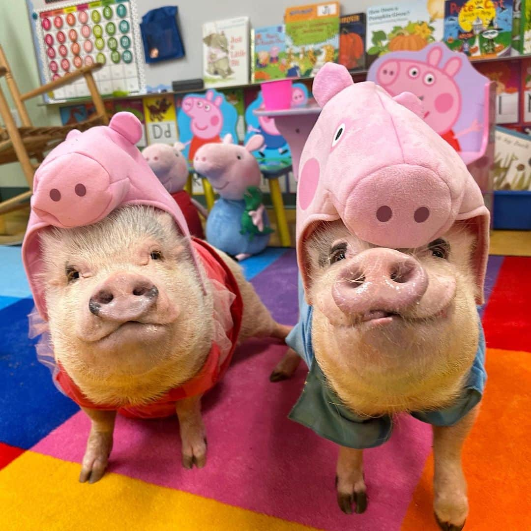 Priscilla and Poppletonのインスタグラム：「Mommy’s class loves Peppa Pig, so me and Pop borrowed Posey and Pink’s Peppa and George costumes and surprised them on Halloween. Mommy and her co-teacher dressed up as Mummy and Daddy pig (see stories), and we all led the parade.」