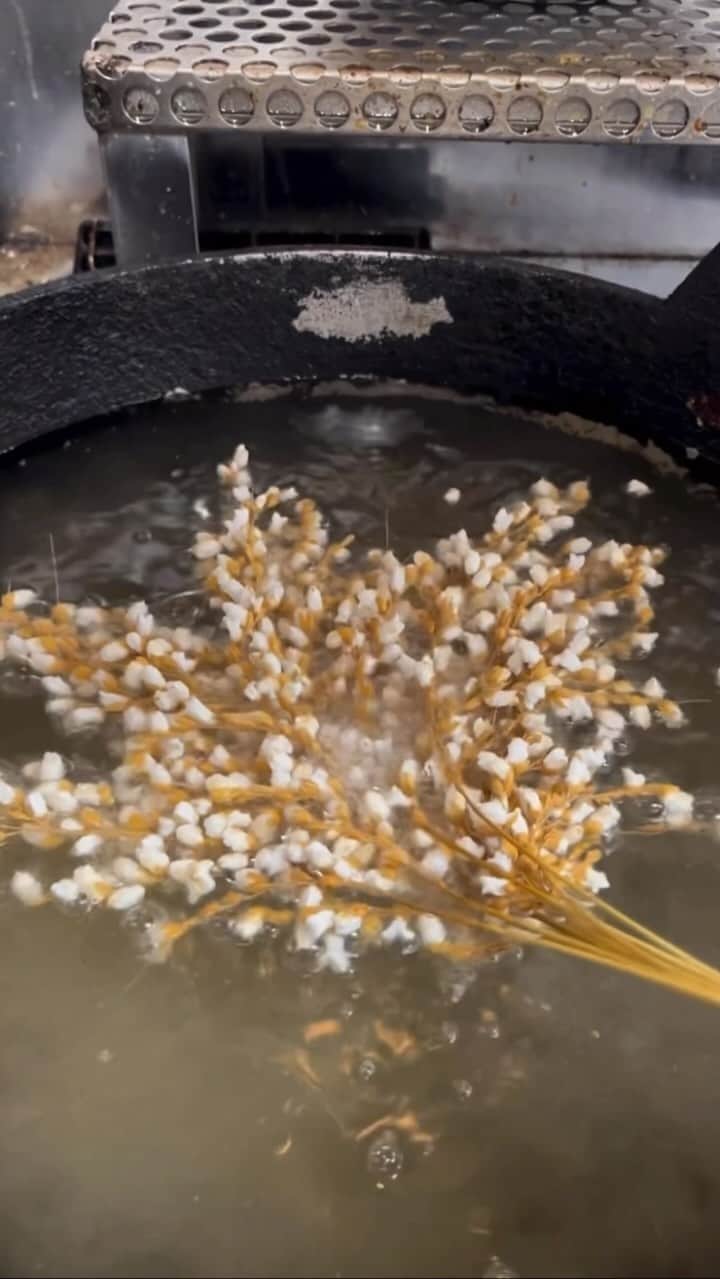 Earth Picsのインスタグラム：「@chai.fleurs - Have you ever seen ear of rice 🌾 pop like this?」