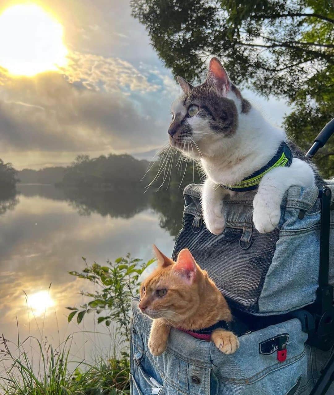 Bolt and Keelのインスタグラム：「Meet The Traveling Cats!!🐱✨ Daikichi & Fuku-chan enjoy their time exploring Japan 🇯🇵 🐾  @adventrapets ➡️ @the.traveling.cats  —————————————————— Follow @adventrapets to meet cute, brave and inspiring adventure pets from all over the world! 🌲🐶🐱🌲  • TAG US IN YOUR POSTS to get your little adventurer featured! #adventrapets ——————————————————」