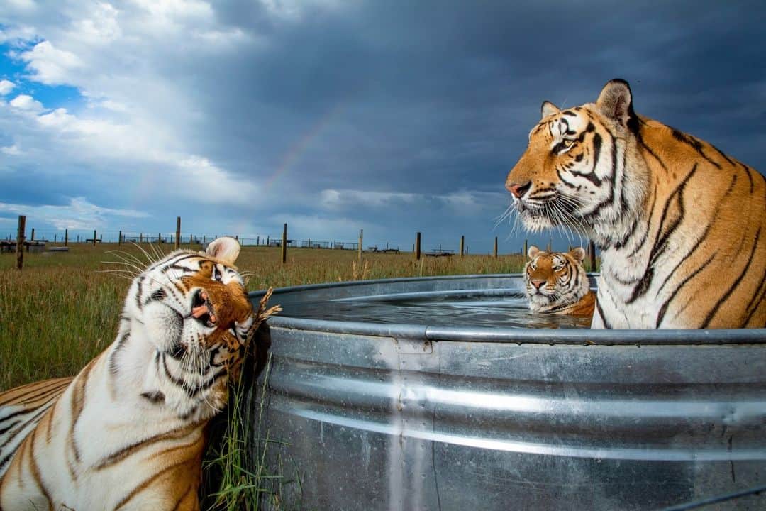 ナショナルジオグラフィックのインスタグラム：「Congratulations to Nat Geo Explorers Steve Winter @stevewinterphoto and Sharon Guynup @sharon.guynup for winning the National Geographic Society's 2024 Eliza Scidmore Award for Outstanding Storytelling! This journalist duo is being recognized for their compelling investigative reporting on the plight of captive tigers in the U.S. Read more about their work at the link in bio.  "Documenting animal abuse, wildlife trafficking, and other criminality was heartbreaking. But the National Geographic Society gave a copy of our 30-page National Geographic story to every member of Congress—and in December 2022, the Big Cat Public Safety Act was signed into law. It was among the most meaningful moments of my career—a big step toward protecting big cats all over the world." - Steve Winter  In these photos: 1. Three young tigers rescued from Joe Exotic’s former zoo relax at the Wild Animal Sanctuary in Colorado. 2. Two tiger-lion hybrids get loose during a photo shoot at Doc Antle’s Myrtle Beach Safari attraction in South Carolina. Antle was convicted of wildlife trafficking in October. 3. Undercover U.S. Fish and Wildlife agents display skulls of tigers shot by Joe Exotic to make room for more prolific breeders. 4. A family bottle-feeds a cub in the living room of the Ringling Animal Care Center in Oklahoma. 5. Backstage, visitors look at a tiger used in a magic act by “master illusionist” Jay Owenhouse at a performance in Spokane, Washington. 6. Gregg Woody displays a cub at the Ogle County Fair in Illinois, where he also exhibited a thousand-pound liger. 7. Two tigers at Exotic Feline Rescue Center in Indiana. 8. Antle (at right) and his team pose with tigers in a pool at Myrtle Beach Safari. 9. Inbreeding produces white-and-tabby tigers, like this one at Myrtle Beach Safari, and they’re used to attract tourists. 10. Langley, a tiger-lion hybrid that lived in a house at Safari Sanctuary in Tulsa, Oklahoma, is fed a treat by founder Lori Ensign」