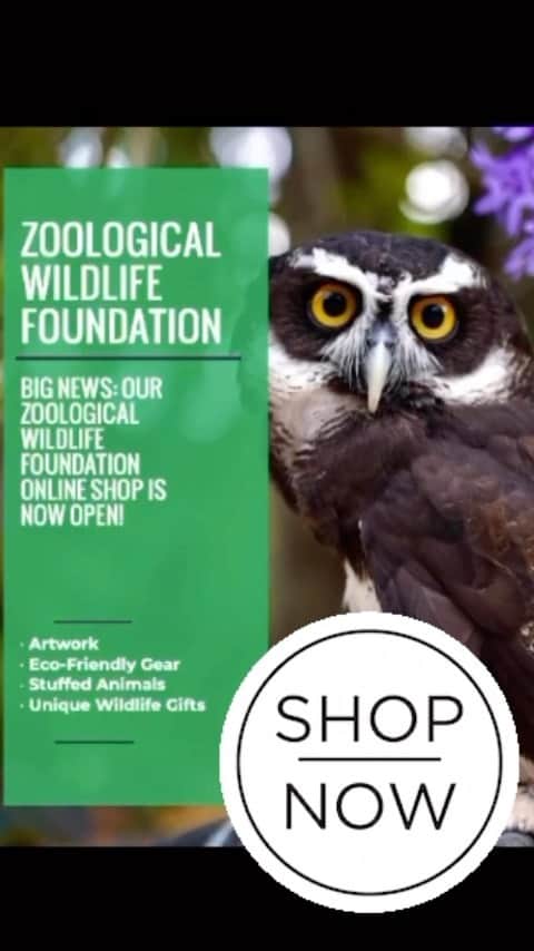 Zoological Wildlife Foundationのインスタグラム：「Big News: Our ZWF Miami online store is now open and we have the latest merchandise from stuffed animals, hats and mugs, one a kind keepsakes including @limbanizwf’ artworks and more adding daily.   Shop now via #linkinbio and maybe just maybe your purchase will be sealed with a kiss from your fave chimp #Limbani.   #visitustoday #onlinestore #wildmiami #animallovers #shopping #shopnow #onlineshopping」