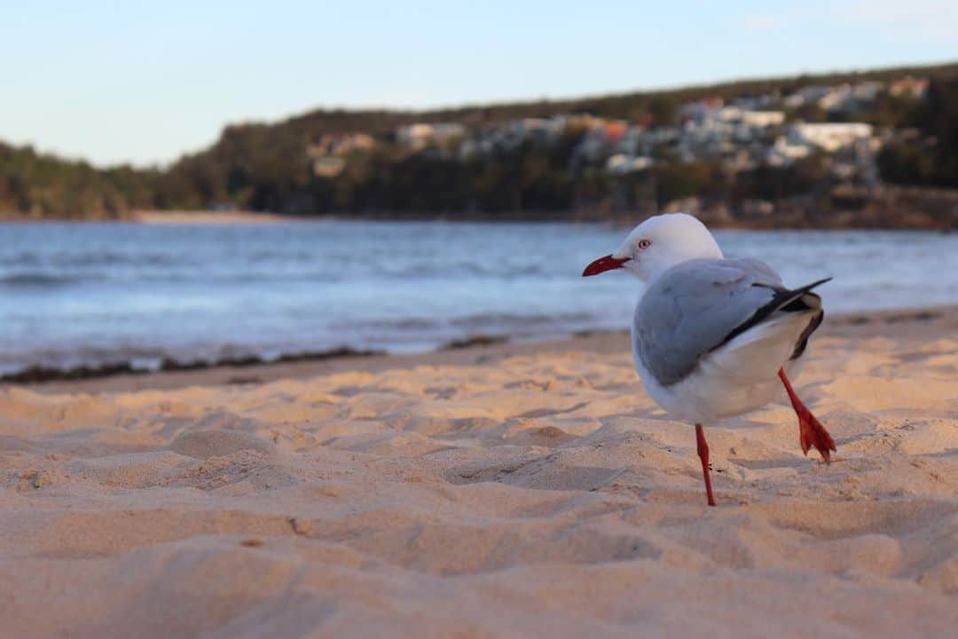 樺澤まどかさんのインスタグラム写真 - (樺澤まどかInstagram)「🐤  オーストラリアに来て 初めて一眼レフで撮ったのが このカモメちゃんでした  これからもっとたくさんの 美しいものたちを撮る🔥  #オーストラリア#ワーホリ#ワーキングホリデー#マンリー#マンリービーチ#かもめ#seagull」11月3日 13時01分 - kabasawa_madoka