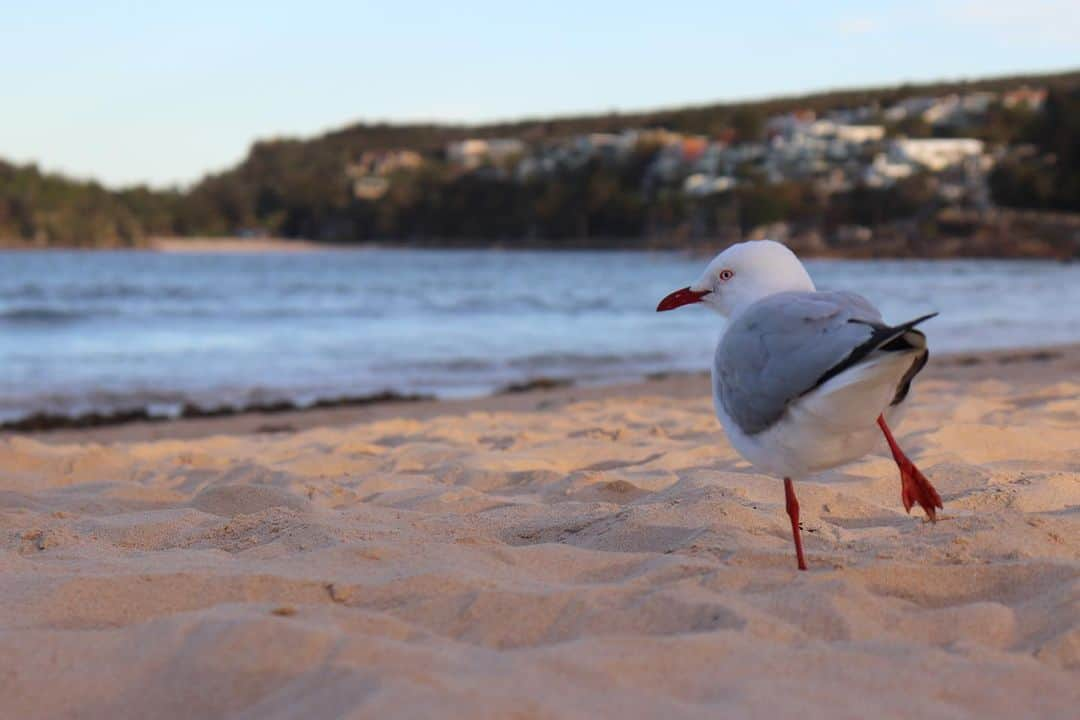 樺澤まどかのインスタグラム：「🐤  オーストラリアに来て 初めて一眼レフで撮ったのが このカモメちゃんでした  これからもっとたくさんの 美しいものたちを撮る🔥  #オーストラリア#ワーホリ#ワーキングホリデー#マンリー#マンリービーチ#かもめ#seagull」