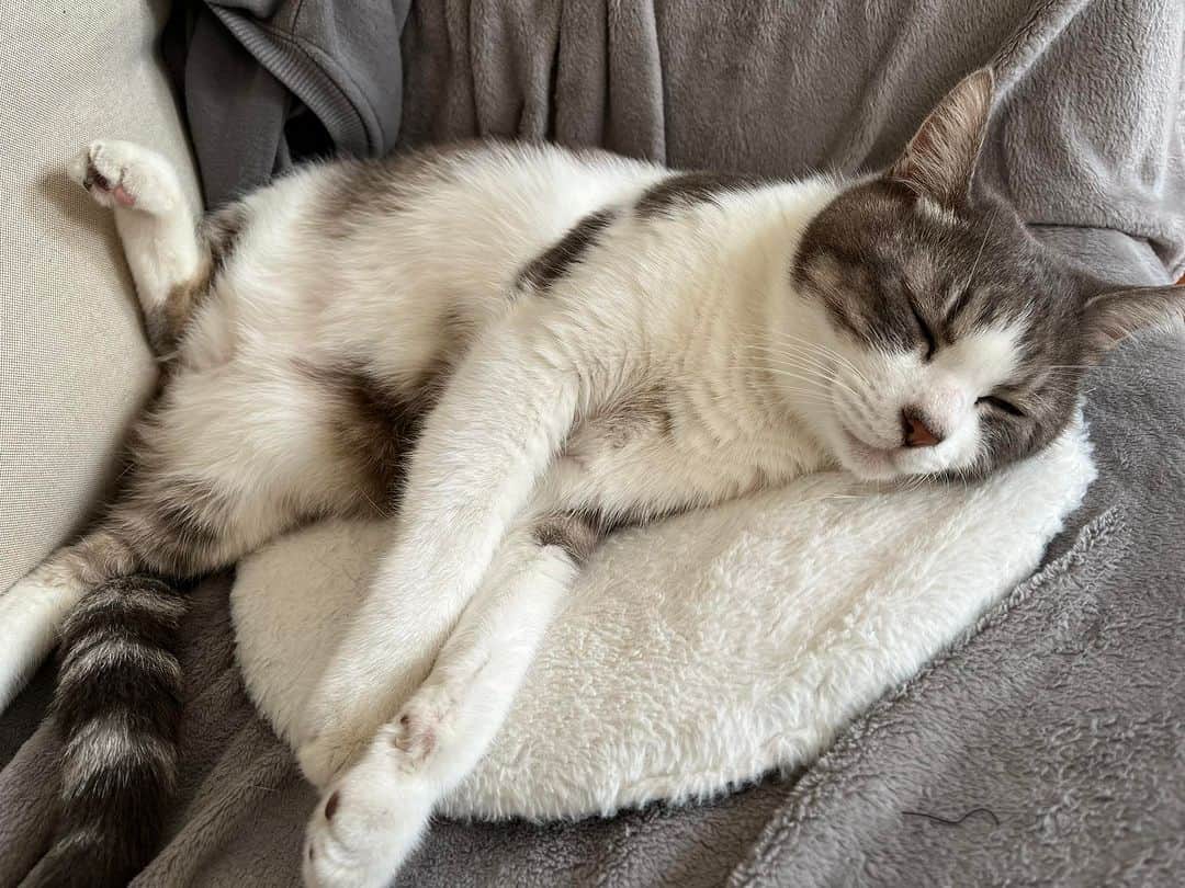 深町健二郎のインスタグラム：「トムも休日モード😸いや通常モード😻」