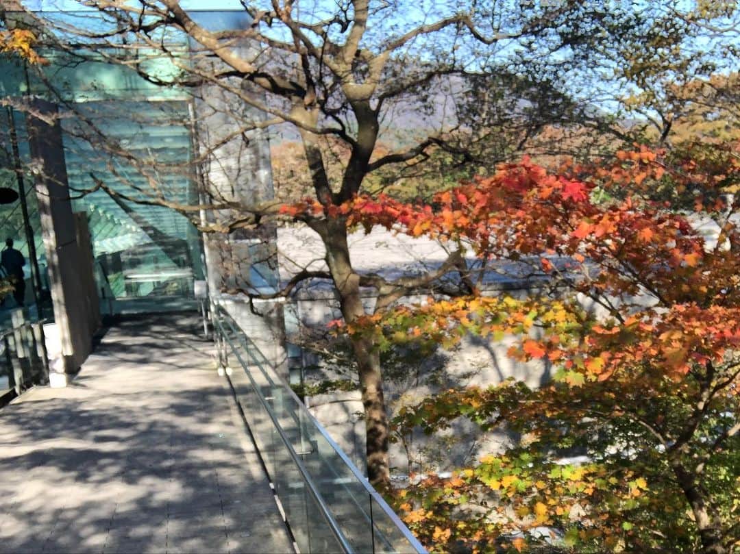 金剛地武志さんのインスタグラム写真 - (金剛地武志Instagram)「昨日、ポーラ美術館「シン・ジャパニーズ・ペインティング」展へ蔡國強を見に。日本画という括りにも不思議と違和感なく馴染んでました。深堀隆介さんの金魚もよかった。山の上は陽が陰ると急に気温が下がる。紅葉も始まっててすっかり秋。」11月3日 13時28分 - kongochi