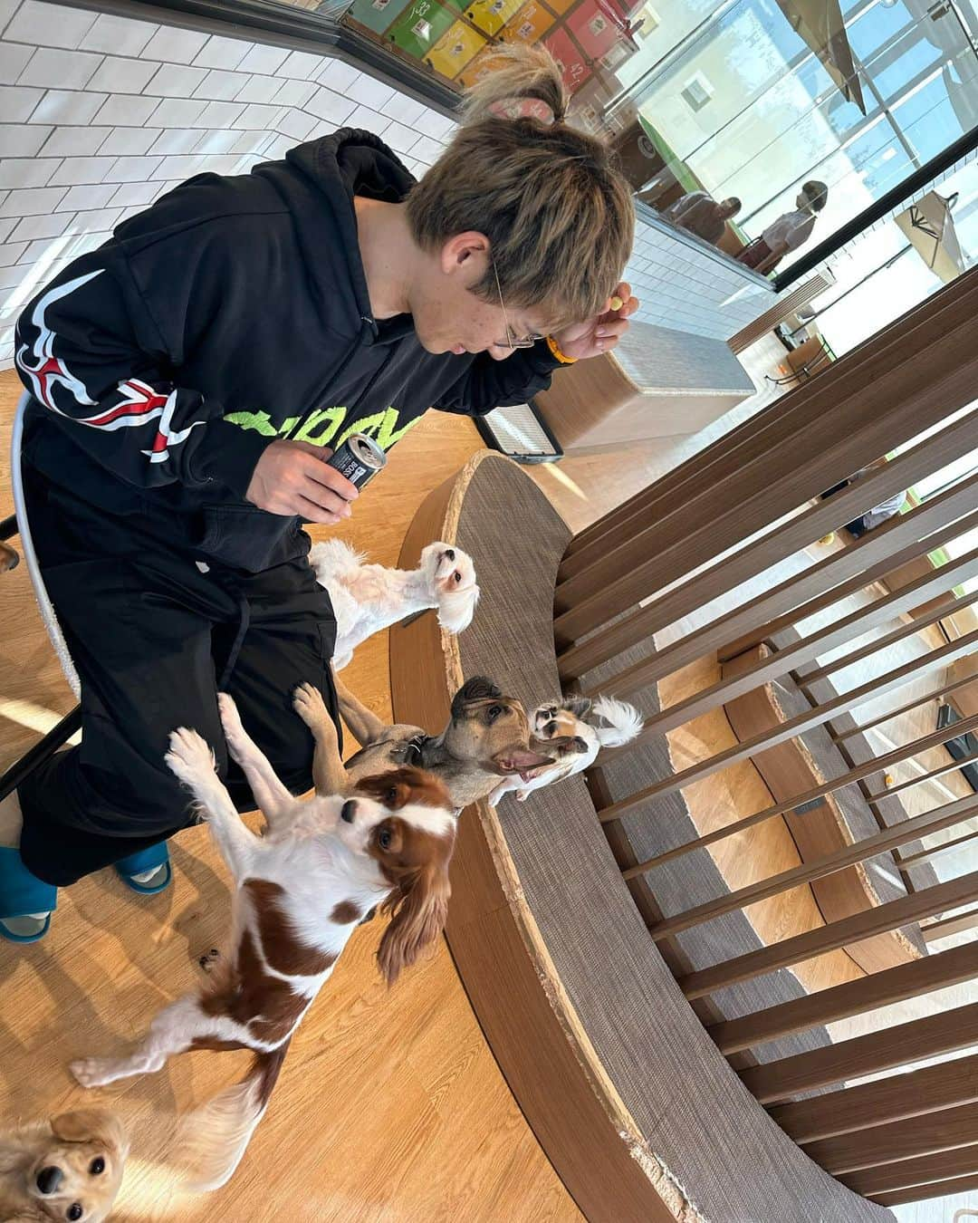 HIROさんのインスタグラム写真 - (HIROInstagram)「イオン散歩で犬カフェ🐕ドッグカフェ🐕  メチャクチャ楽しんで来ました🤩🤩🤩  そして可愛い🥰  店名 犬カフェ RIO イオンモール和歌山店  営業時間 １１〜２０時  住所 和歌山県和歌山市中楠谷573  #犬カフｪ  #rio #イオンモール和歌山店 #イオン #和歌山市  #イオン散歩 #安田大サーカスhiro」11月3日 13時59分 - hiro19770420