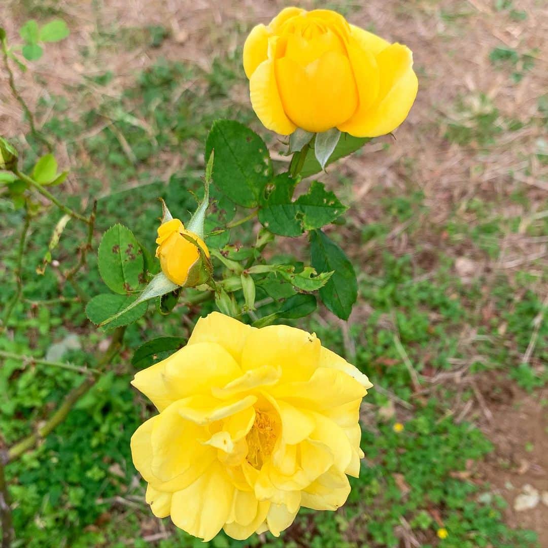 黒沢薫さんのインスタグラム写真 - (黒沢薫Instagram)「ファンのみんなが僕のために黄色い物をあげて祈ってくださってるので、黒沢自身も乗っかります。本当にありがとう。#thanks #GOSMANIA #instaflower #yellow #roses #lovelife」11月3日 13時56分 - kaorukurosawa_lovelife