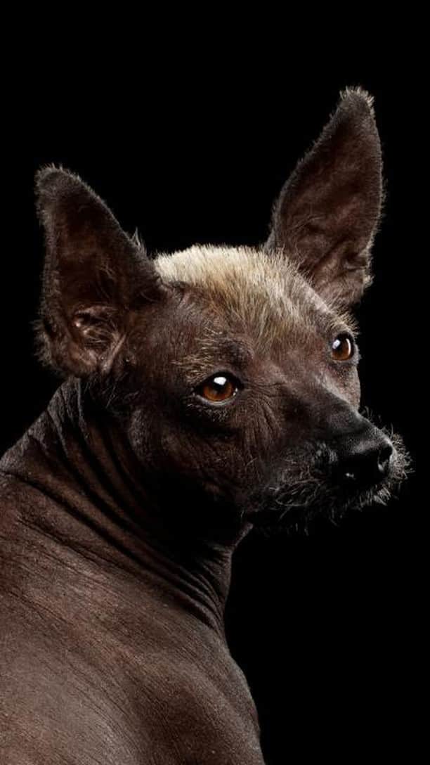 のインスタグラム：「Nat Geo editor @kristinromey combines two of her favorite things—archaeology and dogs—to talk about the amazing history of the xoloitzcuintli and why they often pop up in celebrations for Día de los Muertos (Day of the Dead).  “These hairless dogs were believed to guide people on their voyage to the underworld thousands of years ago,” she says, “and we’ve found plenty of pots in the shape of xolos in ancient burials from western Mexico. Xolos were nearly eaten to extinction by Spanish conquistadors, but today they’re enjoying a revival as the national dog of Mexico. (Frida Kahlo was a big fan.) Fun facts about these hairless dogs: Like people, they need sunscreen, and they get zits.”  Learn more about xolos at the link in bio.」
