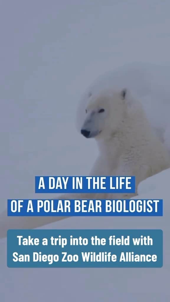 San Diego Zooのインスタグラム：「Polar burrr biologist amirite? ❄️  Get an inside look at the day in the life of a polar bear biologist as they monitor bears migrating around Canada’s Hudson Bay. It’s the largest inland sea in the world, covering nearly half a million square miles. 🐻‍❄️  #PolarBearWeek #Research #Conservation #PolarBearsInternational #SanDiegoZoo」