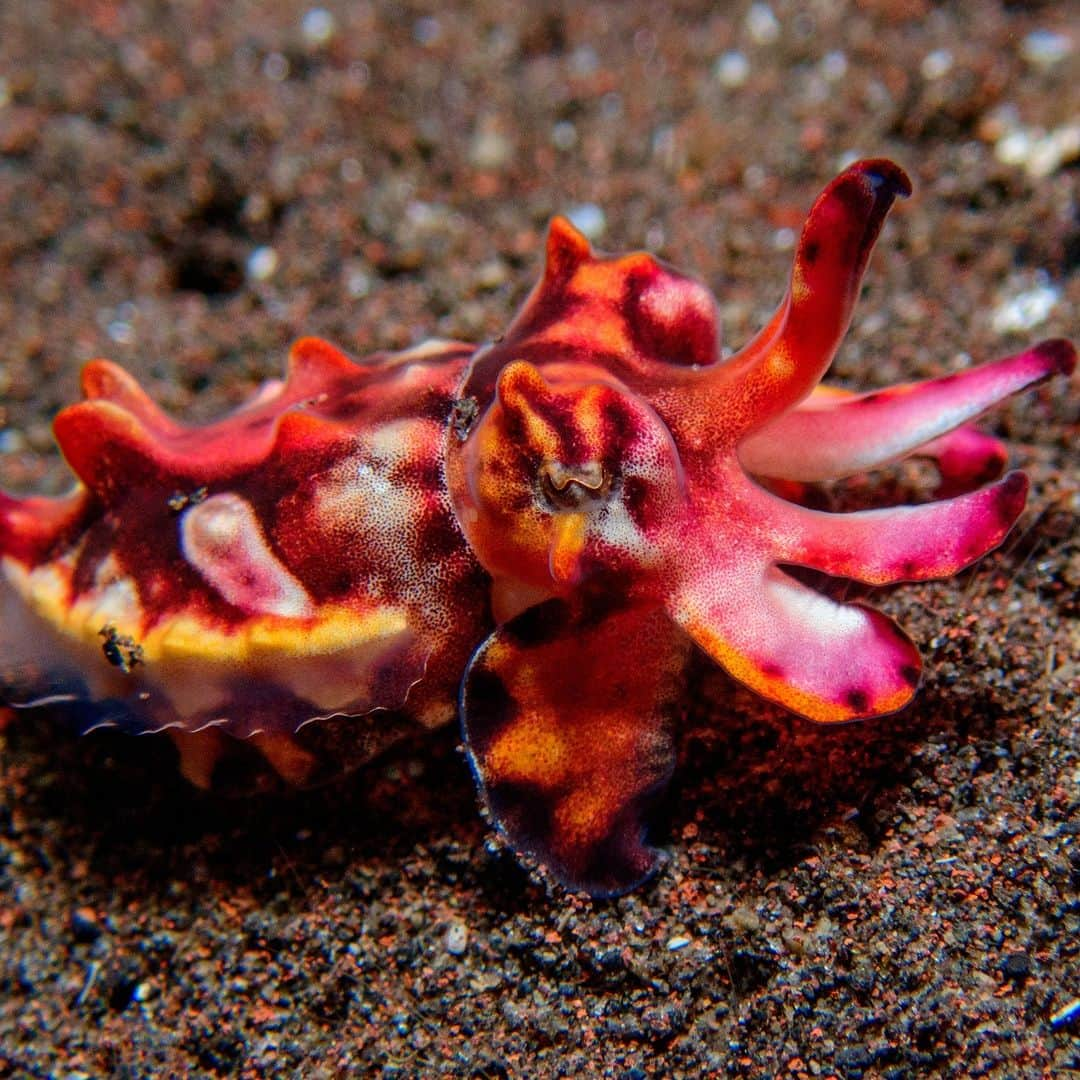 アメリカ自然史博物館のインスタグラム：「🕺Strut your stuff like the flamboyant cuttlefish (Ascarosepion pfefferi)! Growing up to 3 in (7.6 cm) long, this tiny critter inhabits the waters of the eastern Pacific. It can often be spotted using its tentacles to “walk” across the sea floor, since it can only stay afloat for a few minutes at a time. When threatened, this cuttlefish can use chromatophores in its skin to flash vibrant displays of color—warning predators that it’s toxic. It’s one of only a few cephalopods known to be poisonous!   Photo: gbiscop, CC BY-NC 4.0, iNaturalist」