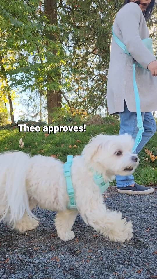 Toby LittleDudeのインスタグラム：「Elevating our walking game @lulusfromcali  #theothemaltese #maltese #dogleash #handsfree #dogharness」