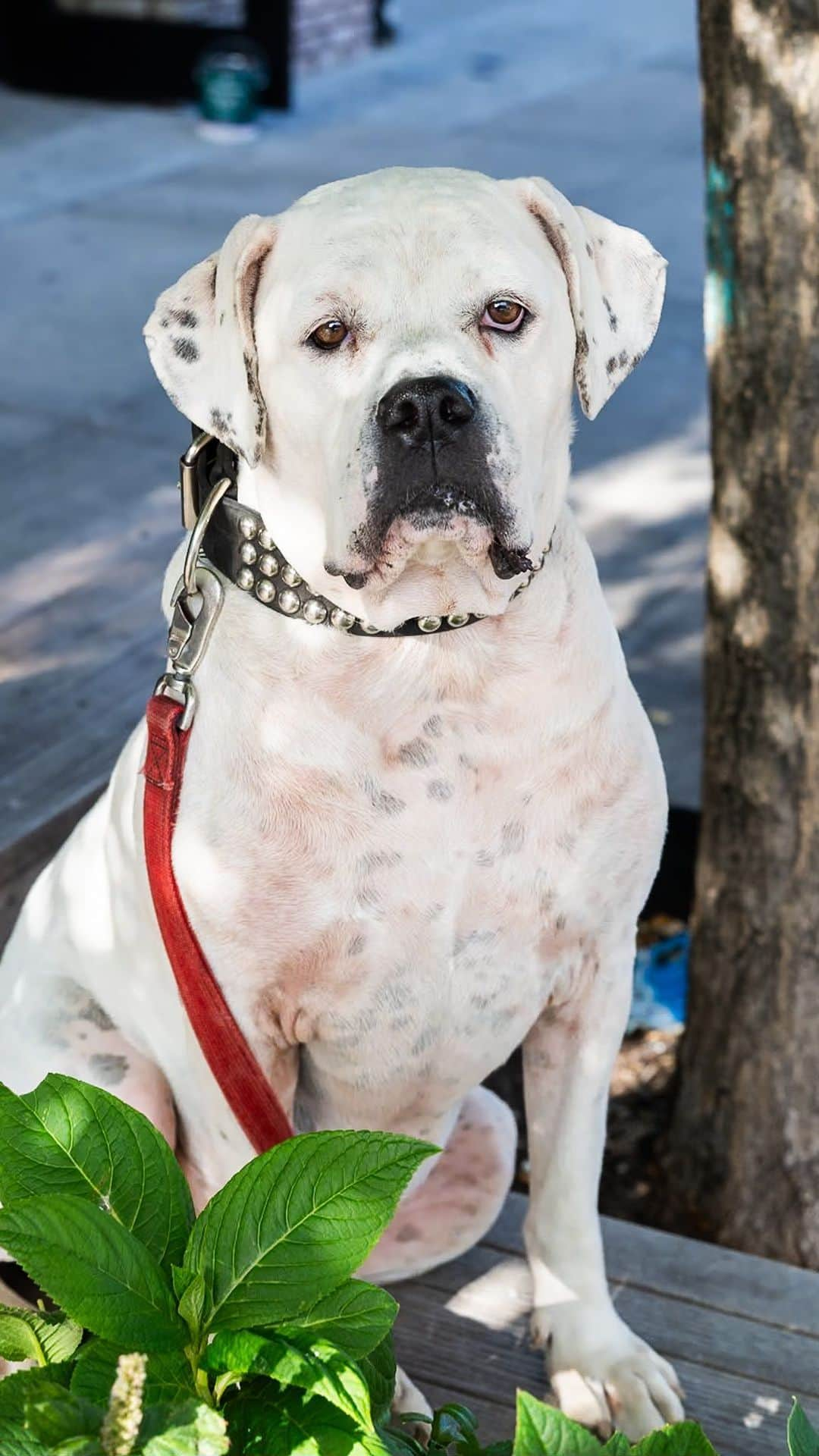 The Dogistのインスタグラム：「Cyrus, American Bulldog (7 y/o), Troutman & Irving Ave., Brooklyn, NY • “He’s got two beds – one in the living room and one in the bedroom. Everyone knows him at the dog run. They call him the mayor, I don’t know why.”  Would you vote for Cyrus as a mayoral candidate?」