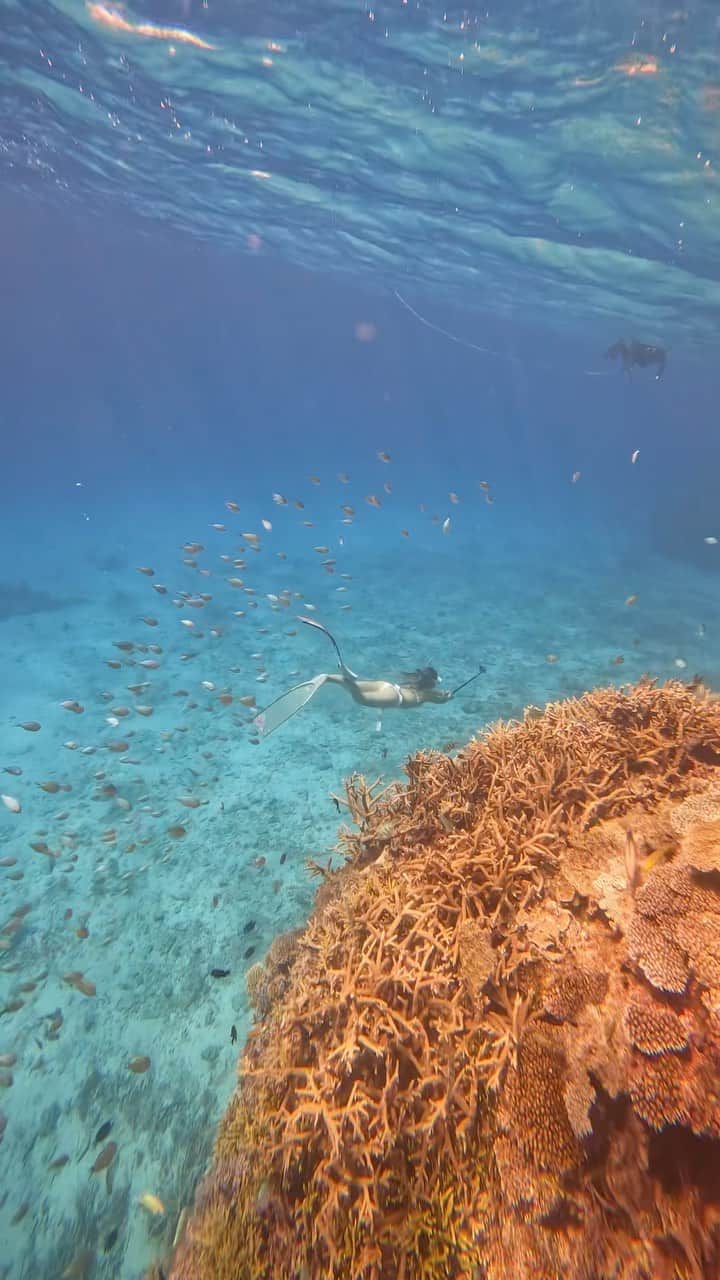 のインスタグラム：「#沖縄#伊平屋 #leaderfins#gull#gullでインスタ  #Mobulabirostris #gopro #goprojp#goprohero10 #sealife#wildlifephotography  #divingtrip #divingphoto #divingmagazine  #ファインダー越しの私の世界  #水中写真 #水中撮影  #gopro#ゴープロ#ゴープロのある生活 #underwaterworld #underwaterlife  #skindiving #ocean#blue#sea」