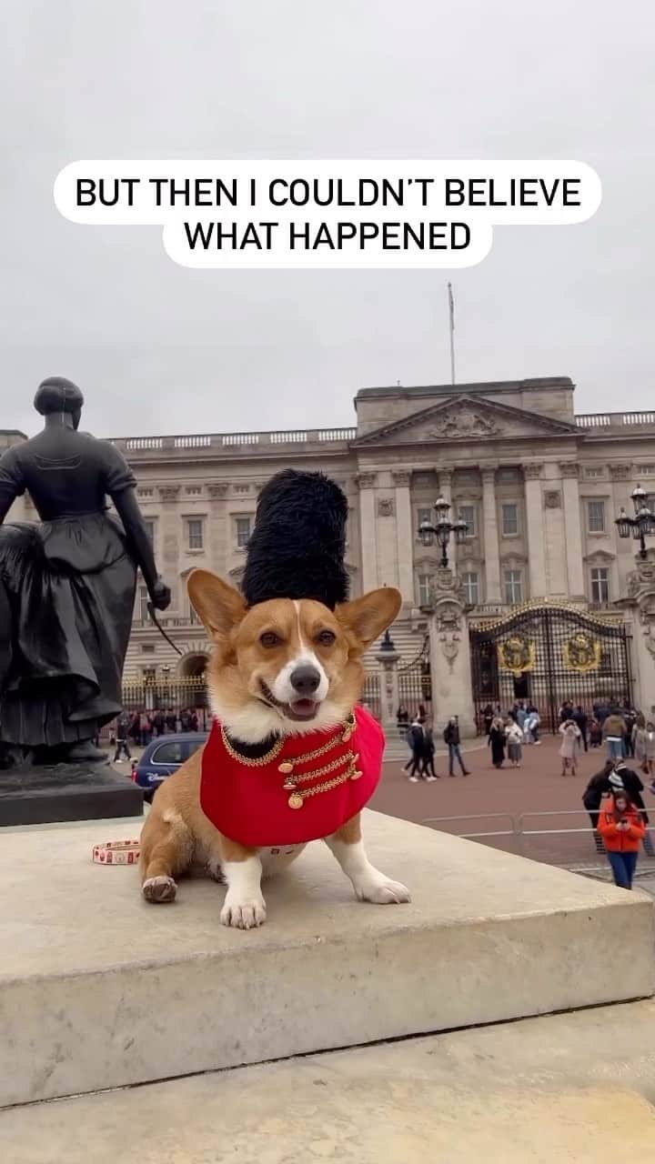 DogsOf Instagramのインスタグラム