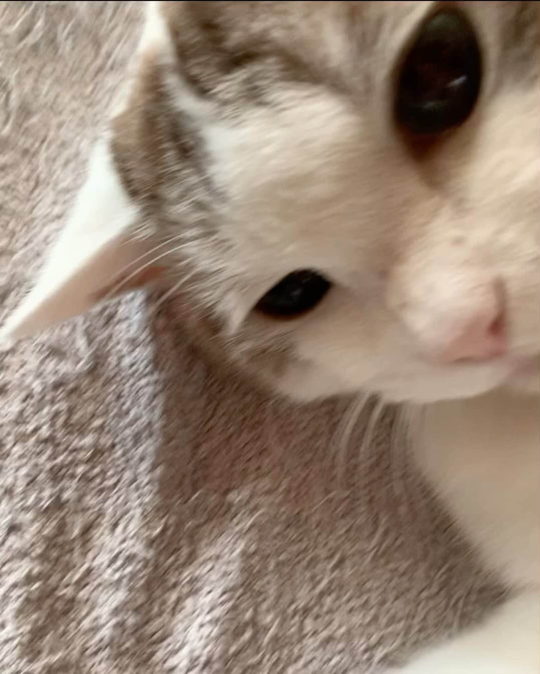 くるねこ大和のインスタグラム