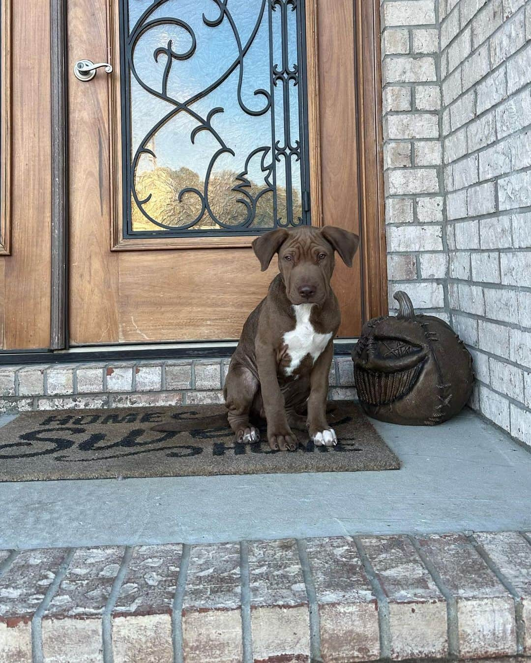 Tianna Gregoryのインスタグラム：「Meet Bowie, the newest addition to the Cook Family! We adopted him yesterday and love him so much already ❤️😍」