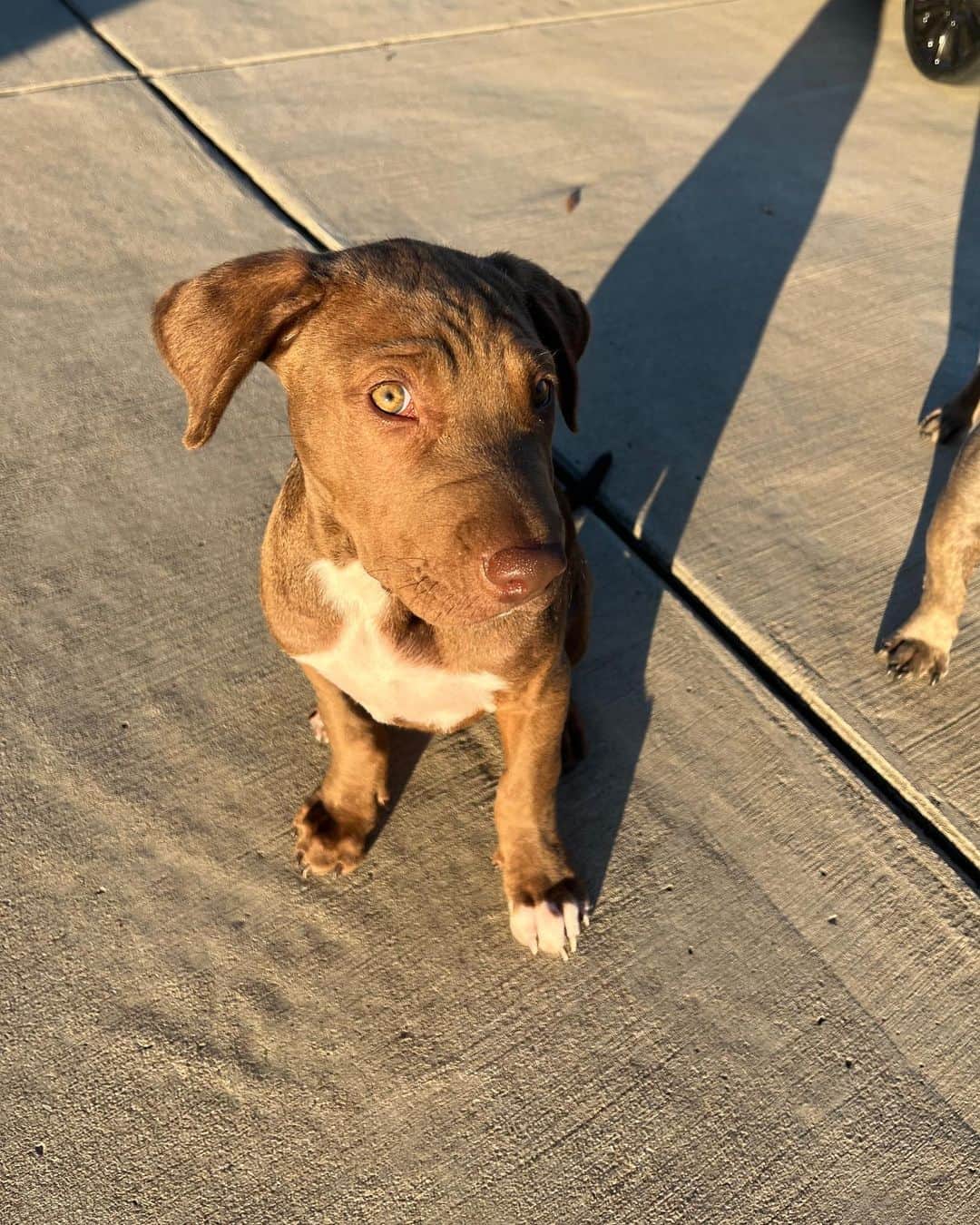 Tianna Gregoryさんのインスタグラム写真 - (Tianna GregoryInstagram)「Meet Bowie, the newest addition to the Cook Family! We adopted him yesterday and love him so much already ❤️😍」11月3日 8時11分 - tiannag