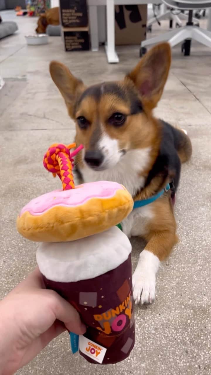 のインスタグラム：「IT’S THAT TIME OF YEAR AGAIN! For the fourth year in a row, BARK and @dunkin have teamed up to transform your favorite Dunkin’ treats into toys for your pup 🍩These toys are available to those who make a donation to the “Dunkin’ Joy in Childhood Foundation” ❤️ head over to a participating Dunkin’ OR tap the link in bio to get yours (and do some good)!  🐶: @corgicoworkerbillie @hazysheavyhead @stelliebelly_」