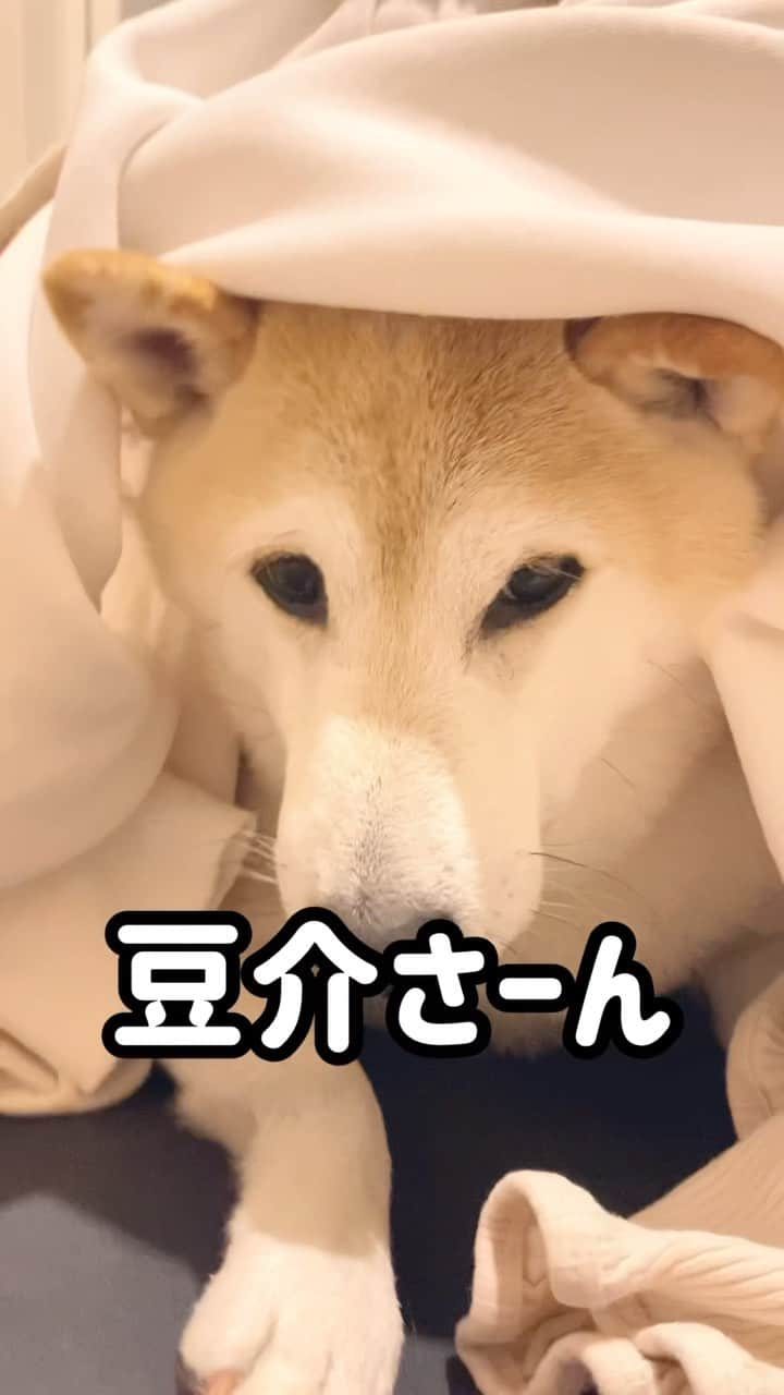 柴犬Mamesuke・Korosuke??大阪のインスタグラム：「豆ちゃん！ #邪魔可愛い　んだけど、 それは本当に邪魔だよー😂 ． コメント返信遅れてごめんなさい🙇‍♀️ 🐾-—*-—*-—*-—*🐾 #MameKoro #豆コロ #柴犬と子供 #犬と子供 #チャリちゃん見守り隊 #子守犬 #豆柴 #柴犬 #赤柴 #豆介 #コロ介 #shibagram #shibastagram #shibainu #shiba #🐕📷」