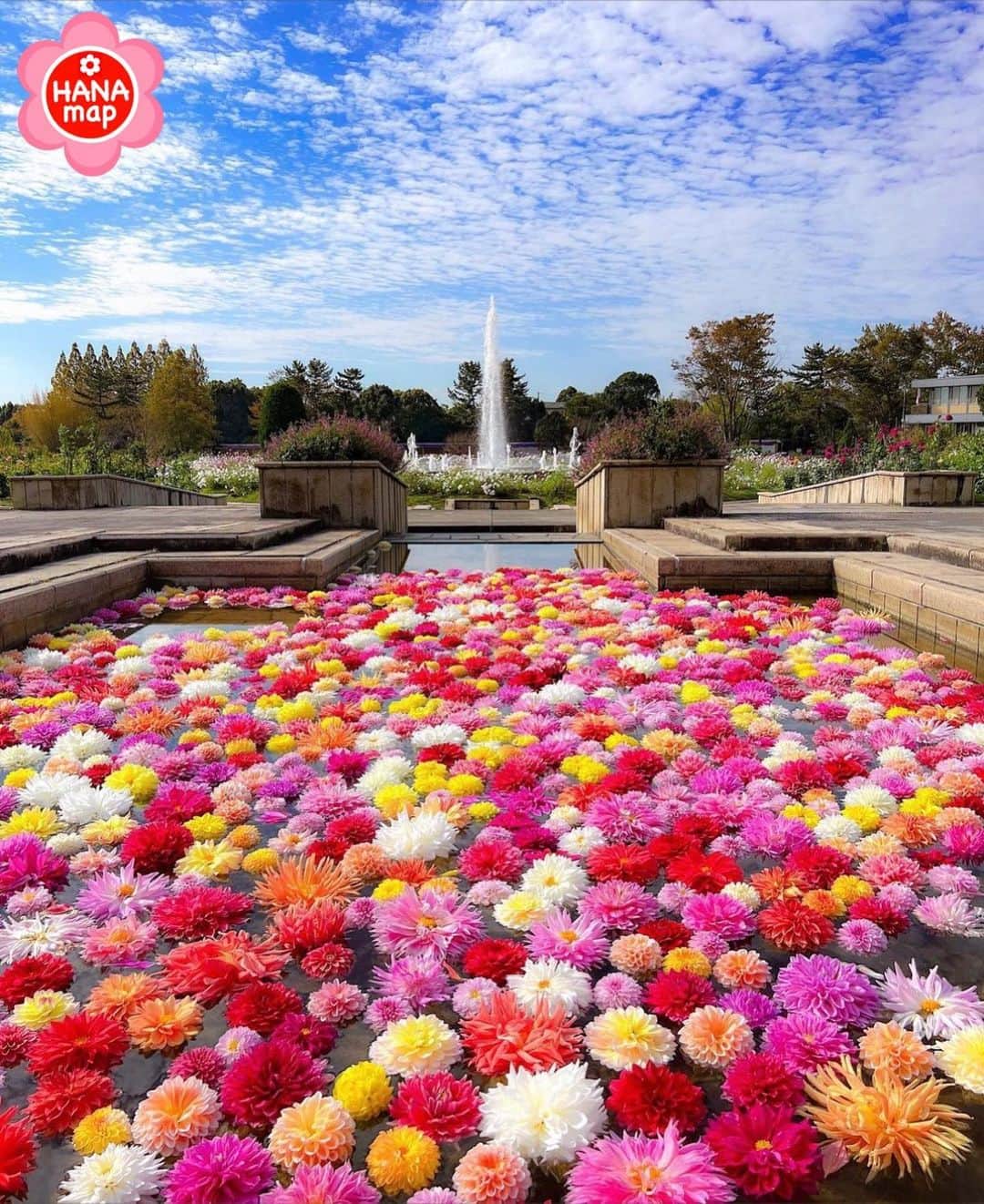 はなまっぷ❁日本の花風景のインスタグラム：「🌸はなまっぷ🌸 * @iroilo.photo さんの 花のある風景に花まるを💮 * 花々に囲まれた噴水とカラフルなダリアが浮かぶ贅沢な光景をありがとうございます😊🌸 * #兵庫　#兵庫県立フラワーセンター @flowercenter_fc  Hyogo Prefectural Flower Center, Hyogo Pref. * ダリアの花言葉 優美、気品 * #はなまっぷ#日本の美しい花風景#花のある風景#花#花言葉#兵庫#兵庫県立フラワーセンター#ダリア#ダリアフロート#ダリア展#ダリア風呂#カラフル * いつも素敵なお花をありがとうございます😊 ※見頃が過ぎている花、終わっている花もご紹介させていただいています。 * 🌸••••••お知らせ••••••🌸 * 花風景検索サイト　はなまっぷ https://hanamap.com 🔍「はなまっぷ」または @hanamap プロフィール欄から ぜひご覧ください * 📖🌸📖🌸📖🌸📖🌸📖 四季の花々を訪ねていきたい にっぽんの花地図 好評発売中📘 📖🌸📖🌸📖🌸📖🌸📖」