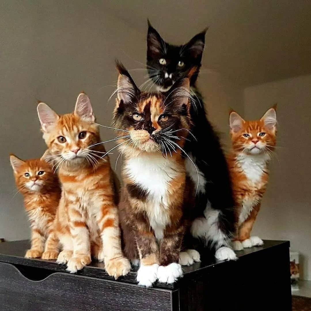 Cute Pets Dogs Catsさんのインスタグラム写真 - (Cute Pets Dogs CatsInstagram)「He can steal your girlfriend! 😔😔😔  Credit: adorable @palmiracoon ** For all crediting issues and removals pls 𝐄𝐦𝐚𝐢𝐥 𝐮𝐬 ☺️  𝐍𝐨𝐭𝐞: we don’t own this video/pics, all rights go to their respective owners. If owner is not provided, tagged (meaning we couldn’t find who is the owner), 𝐩𝐥𝐬 𝐄𝐦𝐚𝐢𝐥 𝐮𝐬 with 𝐬𝐮𝐛𝐣𝐞𝐜𝐭 “𝐂𝐫𝐞𝐝𝐢𝐭 𝐈𝐬𝐬𝐮𝐞𝐬” and 𝐨𝐰𝐧𝐞𝐫 𝐰𝐢𝐥𝐥 𝐛𝐞 𝐭𝐚𝐠𝐠𝐞𝐝 𝐬𝐡𝐨𝐫𝐭𝐥𝐲 𝐚𝐟𝐭𝐞𝐫.  We have been building this community for over 6 years, but 𝐞𝐯𝐞𝐫𝐲 𝐫𝐞𝐩𝐨𝐫𝐭 𝐜𝐨𝐮𝐥𝐝 𝐠𝐞𝐭 𝐨𝐮𝐫 𝐩𝐚𝐠𝐞 𝐝𝐞𝐥𝐞𝐭𝐞𝐝, pls email us first. **」11月3日 8時54分 - dailycatclub