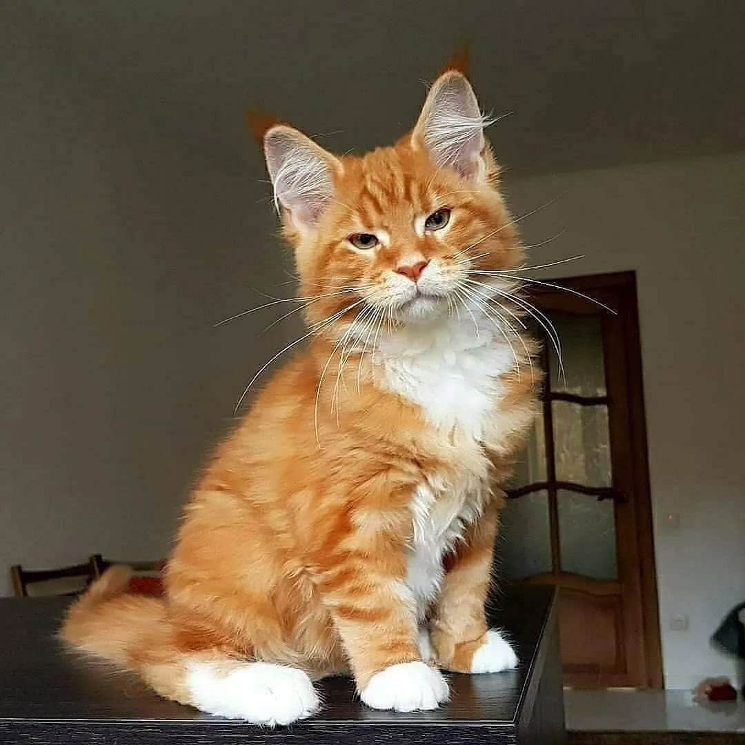 Cute Pets Dogs Catsさんのインスタグラム写真 - (Cute Pets Dogs CatsInstagram)「He can steal your girlfriend! 😔😔😔  Credit: adorable @palmiracoon ** For all crediting issues and removals pls 𝐄𝐦𝐚𝐢𝐥 𝐮𝐬 ☺️  𝐍𝐨𝐭𝐞: we don’t own this video/pics, all rights go to their respective owners. If owner is not provided, tagged (meaning we couldn’t find who is the owner), 𝐩𝐥𝐬 𝐄𝐦𝐚𝐢𝐥 𝐮𝐬 with 𝐬𝐮𝐛𝐣𝐞𝐜𝐭 “𝐂𝐫𝐞𝐝𝐢𝐭 𝐈𝐬𝐬𝐮𝐞𝐬” and 𝐨𝐰𝐧𝐞𝐫 𝐰𝐢𝐥𝐥 𝐛𝐞 𝐭𝐚𝐠𝐠𝐞𝐝 𝐬𝐡𝐨𝐫𝐭𝐥𝐲 𝐚𝐟𝐭𝐞𝐫.  We have been building this community for over 6 years, but 𝐞𝐯𝐞𝐫𝐲 𝐫𝐞𝐩𝐨𝐫𝐭 𝐜𝐨𝐮𝐥𝐝 𝐠𝐞𝐭 𝐨𝐮𝐫 𝐩𝐚𝐠𝐞 𝐝𝐞𝐥𝐞𝐭𝐞𝐝, pls email us first. **」11月3日 8時54分 - dailycatclub