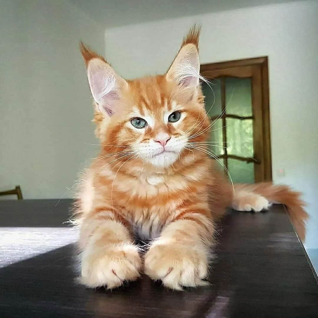 Cute Pets Dogs Catsさんのインスタグラム写真 - (Cute Pets Dogs CatsInstagram)「He can steal your girlfriend! 😔😔😔  Credit: adorable @palmiracoon ** For all crediting issues and removals pls 𝐄𝐦𝐚𝐢𝐥 𝐮𝐬 ☺️  𝐍𝐨𝐭𝐞: we don’t own this video/pics, all rights go to their respective owners. If owner is not provided, tagged (meaning we couldn’t find who is the owner), 𝐩𝐥𝐬 𝐄𝐦𝐚𝐢𝐥 𝐮𝐬 with 𝐬𝐮𝐛𝐣𝐞𝐜𝐭 “𝐂𝐫𝐞𝐝𝐢𝐭 𝐈𝐬𝐬𝐮𝐞𝐬” and 𝐨𝐰𝐧𝐞𝐫 𝐰𝐢𝐥𝐥 𝐛𝐞 𝐭𝐚𝐠𝐠𝐞𝐝 𝐬𝐡𝐨𝐫𝐭𝐥𝐲 𝐚𝐟𝐭𝐞𝐫.  We have been building this community for over 6 years, but 𝐞𝐯𝐞𝐫𝐲 𝐫𝐞𝐩𝐨𝐫𝐭 𝐜𝐨𝐮𝐥𝐝 𝐠𝐞𝐭 𝐨𝐮𝐫 𝐩𝐚𝐠𝐞 𝐝𝐞𝐥𝐞𝐭𝐞𝐝, pls email us first. **」11月3日 8時54分 - dailycatclub